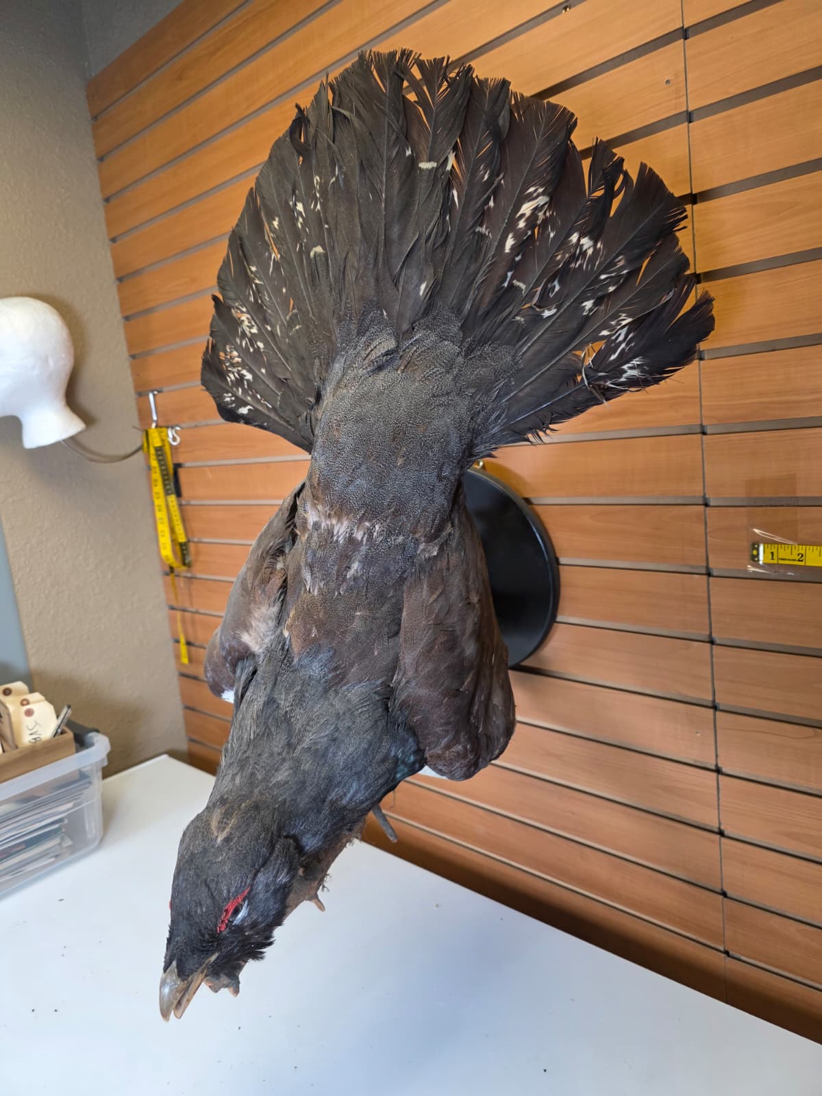 Jtv301 - Taxidermy Western Capercaillie – Male (Cock Grouse)