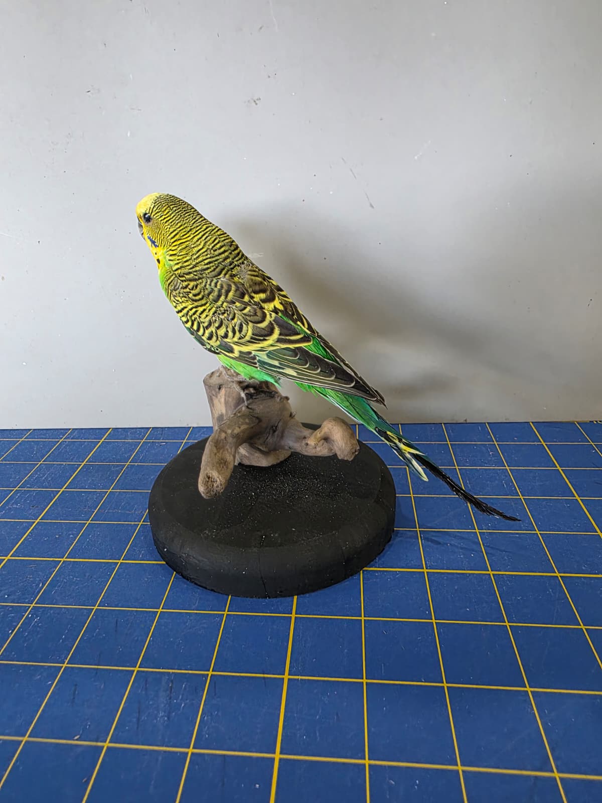 Fhyen10 - Yellow & Green Parakeet Taxidermy Mount – Vibrant Natural Display