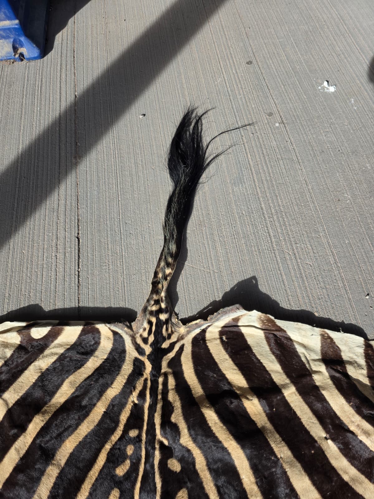 Jtv407 - Zebra Pattern Rug – 70" x 30" with Tail Extension