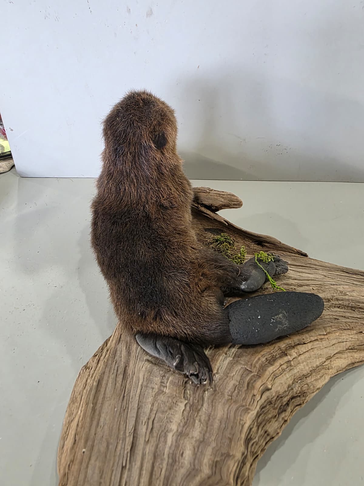 Fhck166 - Baby Beaver Taxidermy Mount – Lifelike Woodland Display