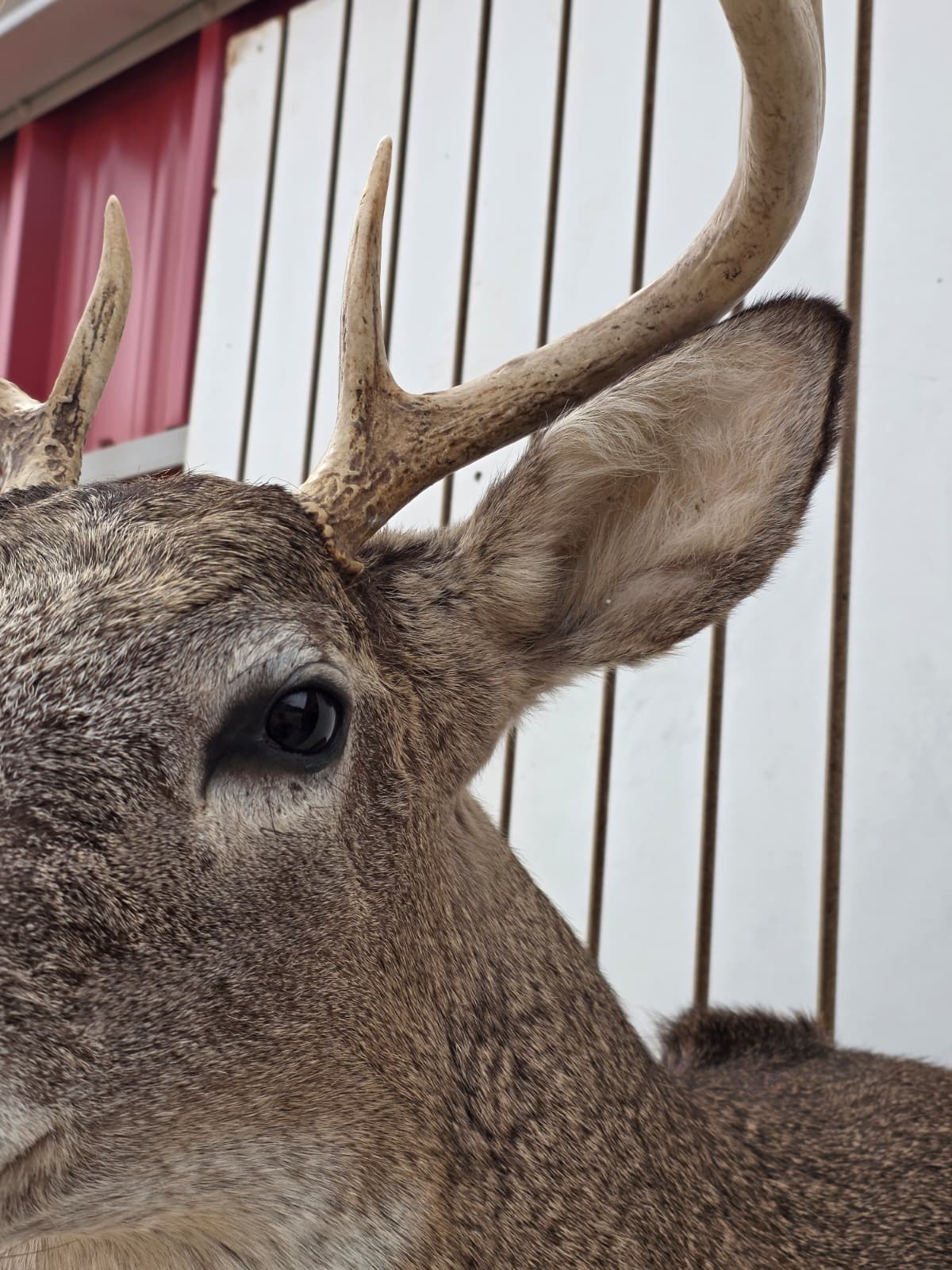 Fhdar2 - White-Tailed Deer Shoulder Mount – Taxidermy Wall Display
