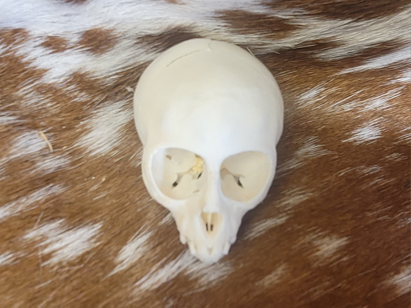 FHPS303 - Red-handed tamarin real monkey skull