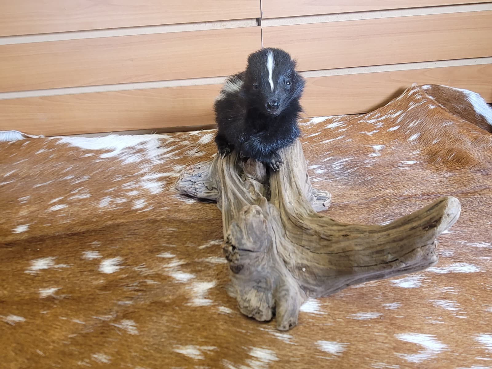 FHSKU312 - Full-Body baby Skunk Taxidermy Mount