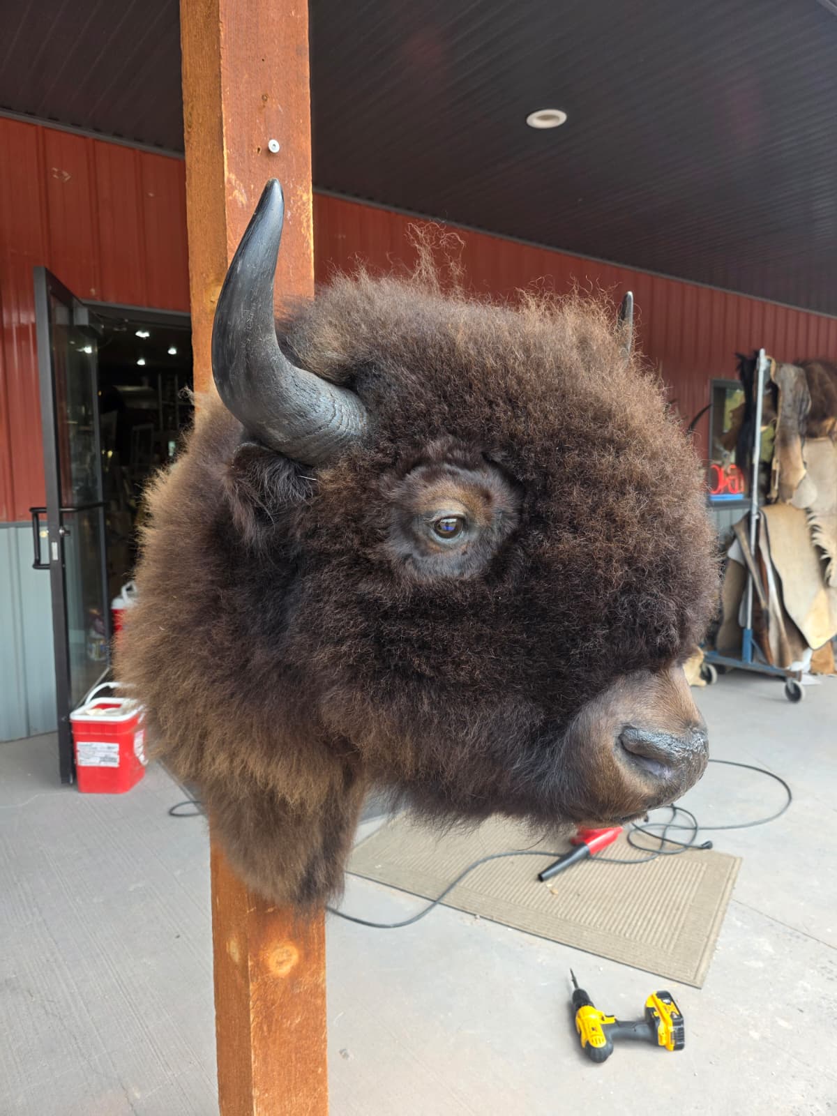 FHAUBF1 - North American Buffalo / Bison Shoulder Mount Taxidermy