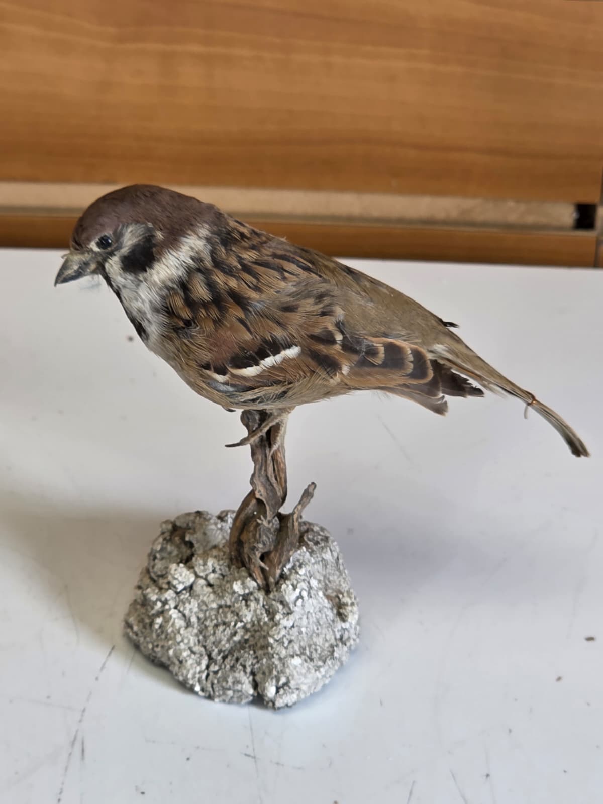 Jtv319 - Eurasian Tree Sparrow – Lifelike Taxidermy Mount
