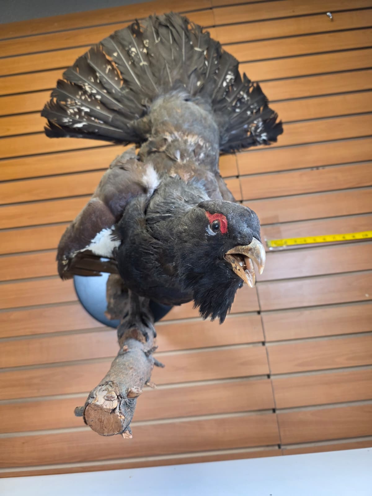 Jtv301 - Taxidermy Western Capercaillie – Male (Cock Grouse)
