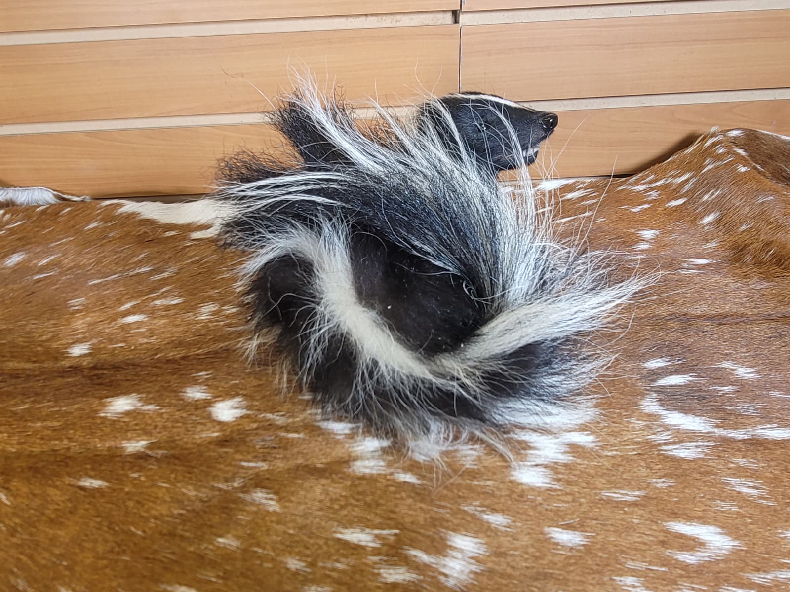 FHSKU315 - Full-Body baby Skunk Taxidermy Mount