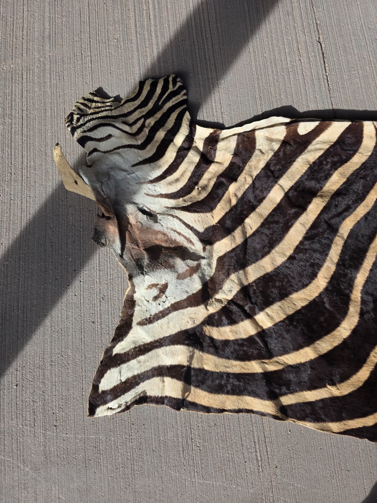 Jtv407 - Zebra Pattern Rug – 70" x 30" with Tail Extension