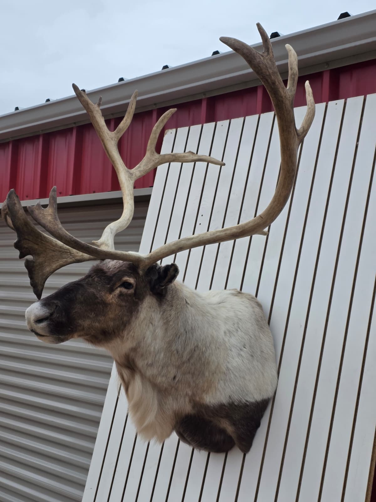 Fhcm85 - Caribou Taxidermy Shoulder Mount – 114.3” Majestic Display