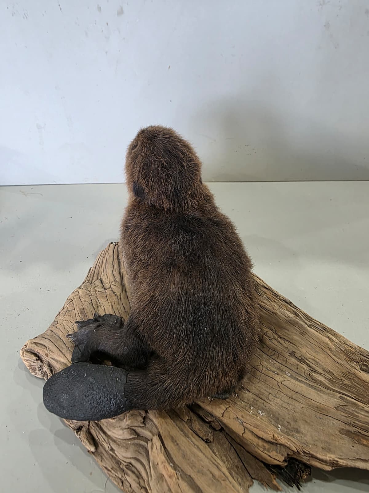 Fhck167 - Baby Beaver Taxidermy Mount – Lifelike Woodland Display