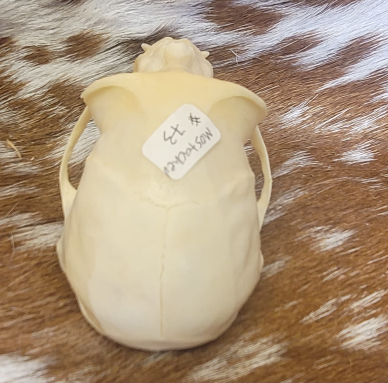 FHPS300 - Tufted Capuchin real monkey skull