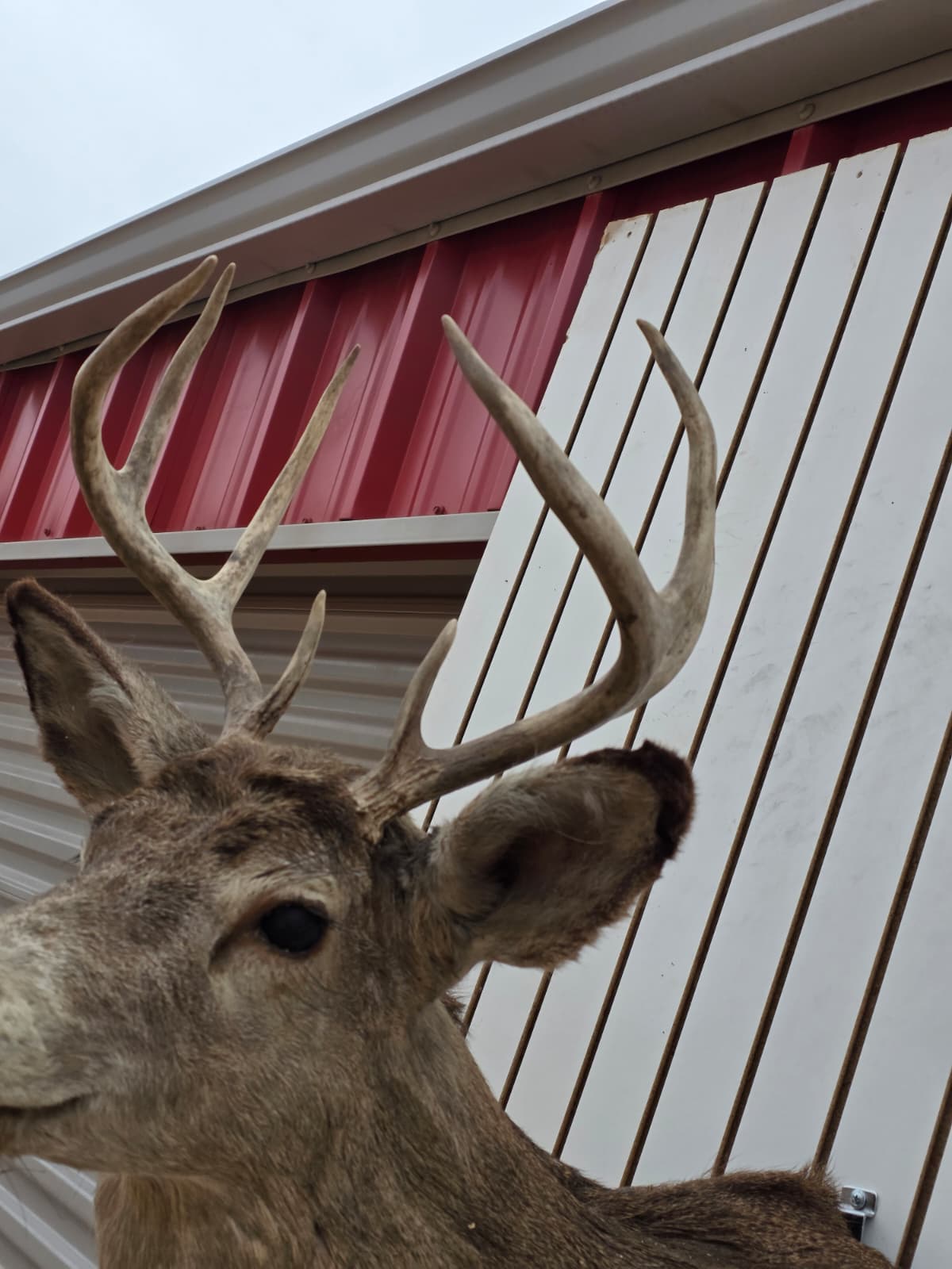 Drmq107 - White-Tailed Deer Shoulder Mount – Taxidermy Wall Display