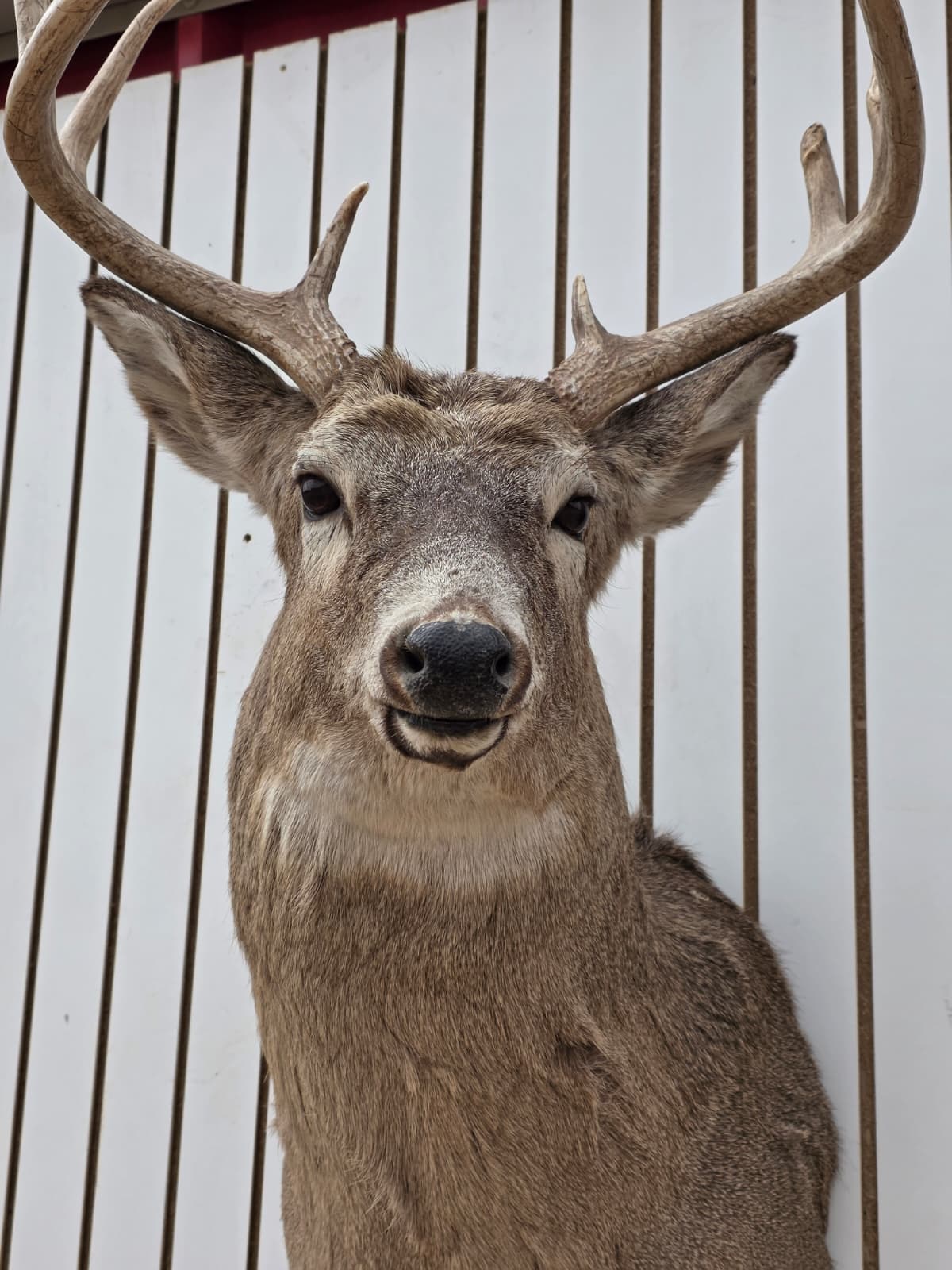 Drmq105 - White-Tailed Deer Shoulder Mount – Taxidermy Wall Display