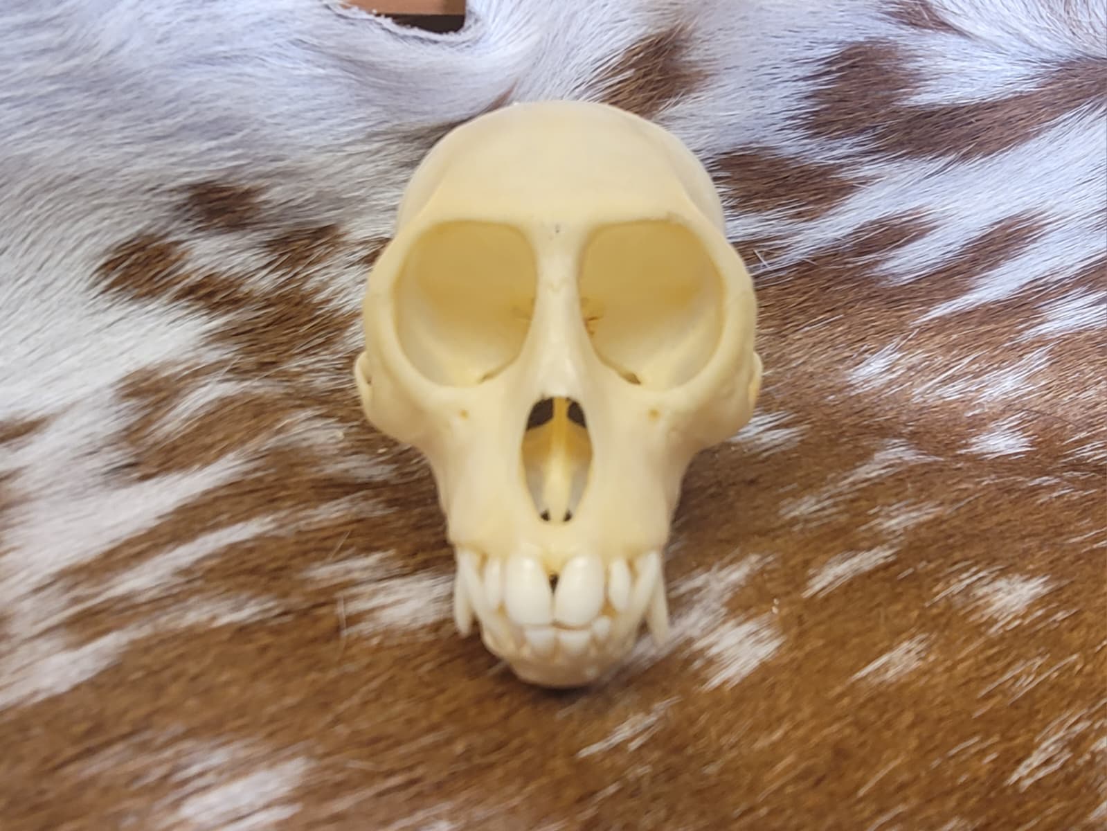 FHPS304 - Colobus Monkey taxidermy real skull
