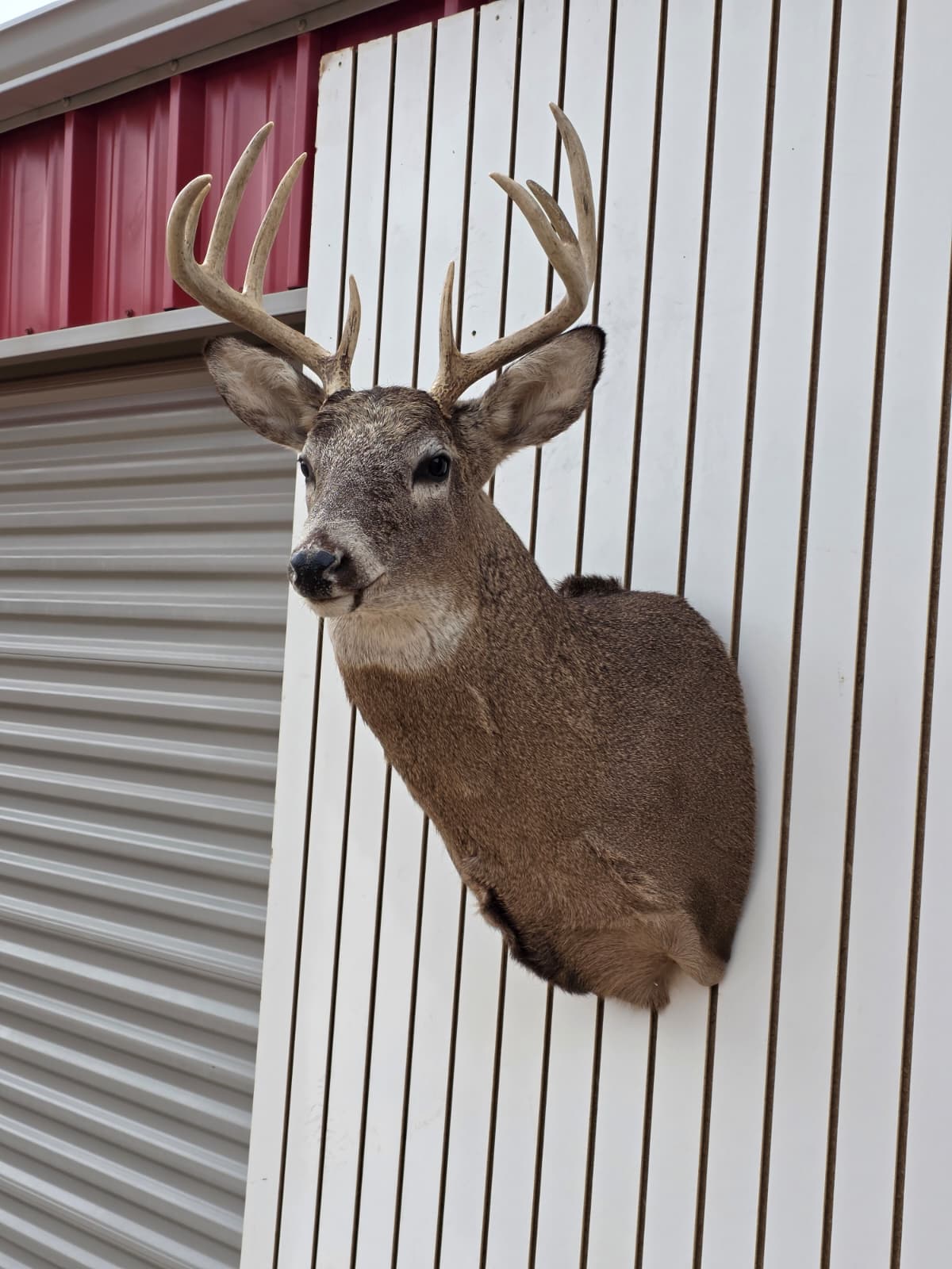 Fhdar2 - White-Tailed Deer Shoulder Mount – Taxidermy Wall Display