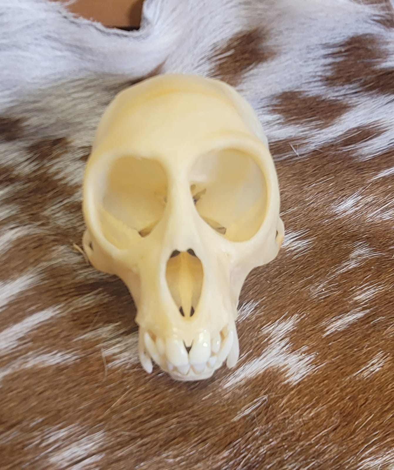 FHPS301 - Tufted Capuchin real monkey skull