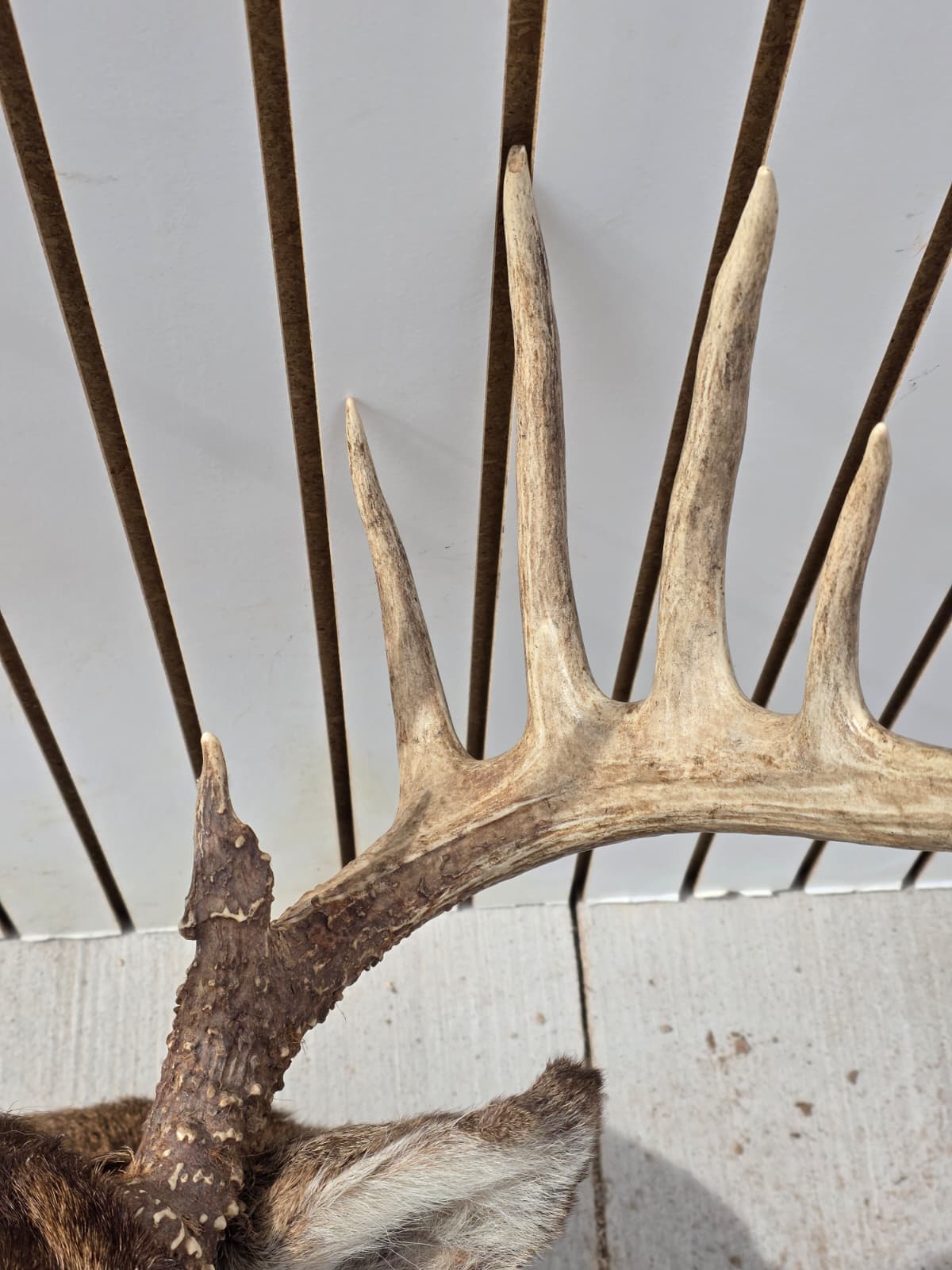 Drmq102 - White-Tailed Deer Shoulder Mount – Taxidermy Wall Display
