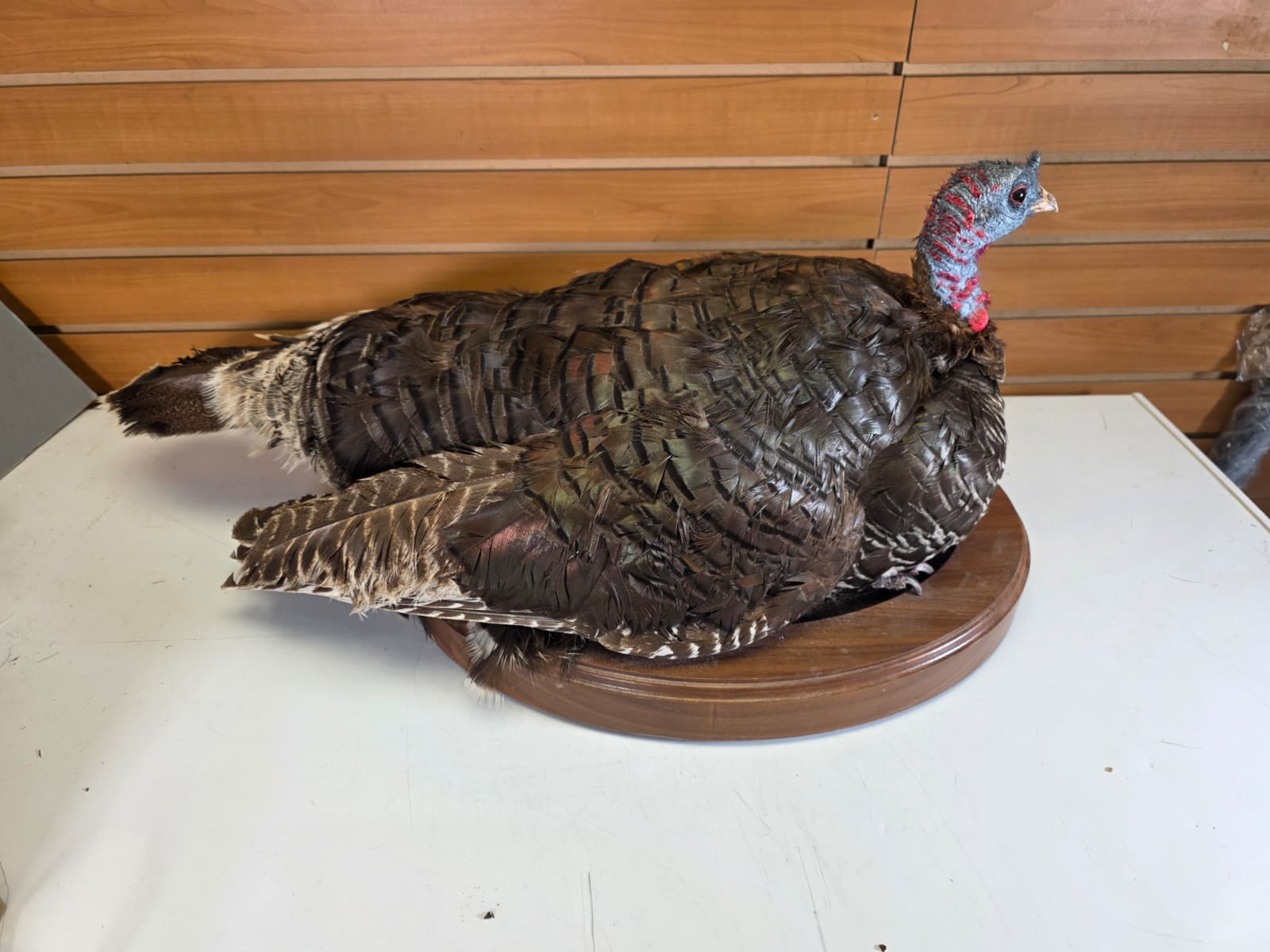 Jtv420 - Nested Turkey Hen Taxidermy – Lifelike Display
