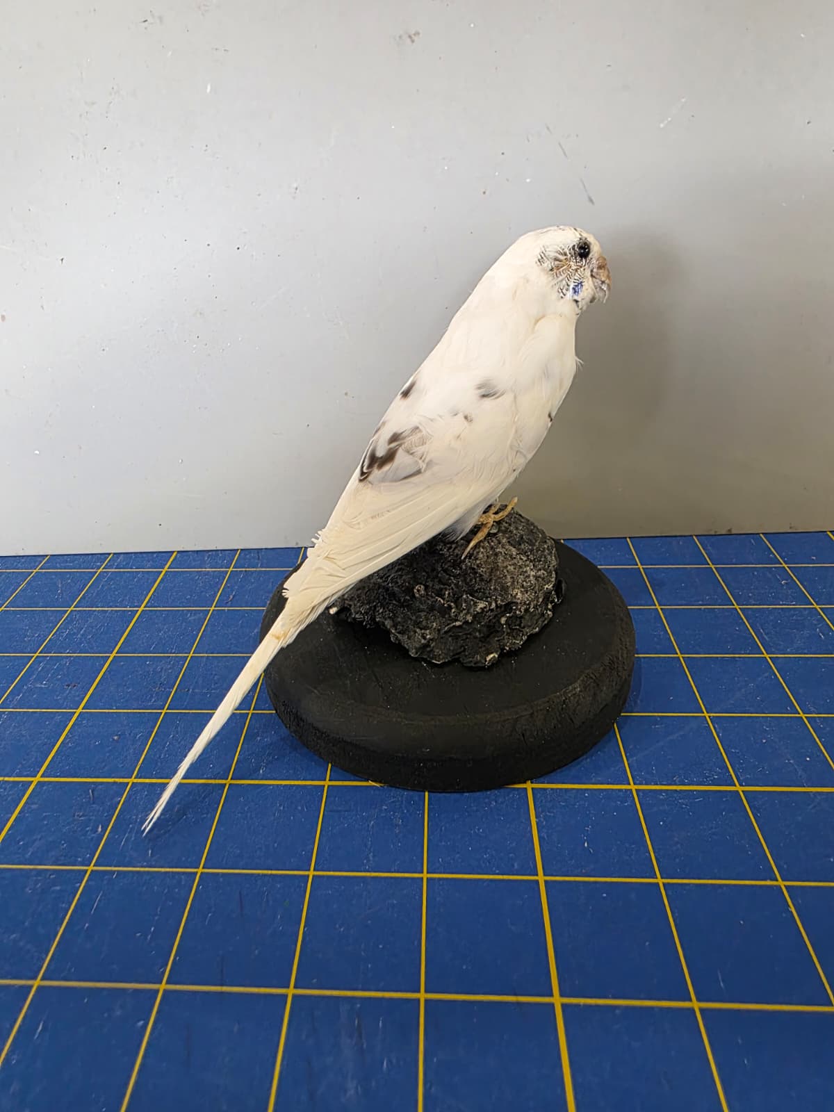 Fhyen2 - White Parakeet Taxidermy Mount – Natural Rock Base