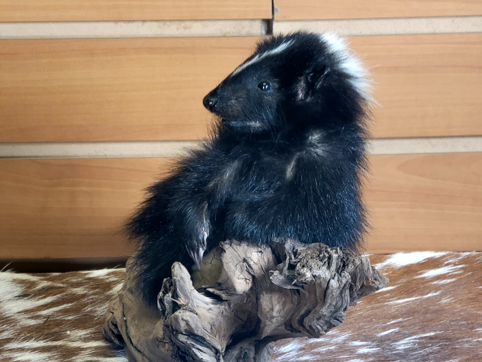 FHSKU313 - Full-Body baby Skunk Taxidermy Mount