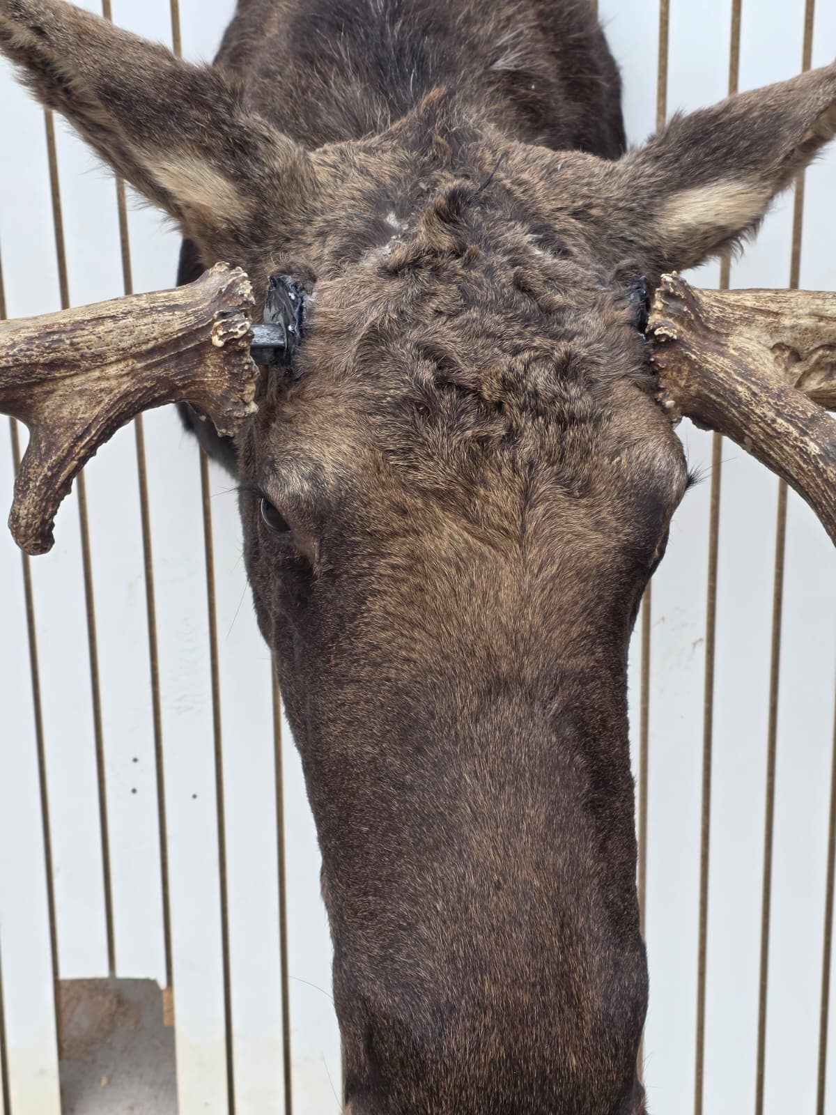 Fhcm82 - massive 63" Wide Double Main Beam Alaskan Moose Shoulder Mount Taxidermy