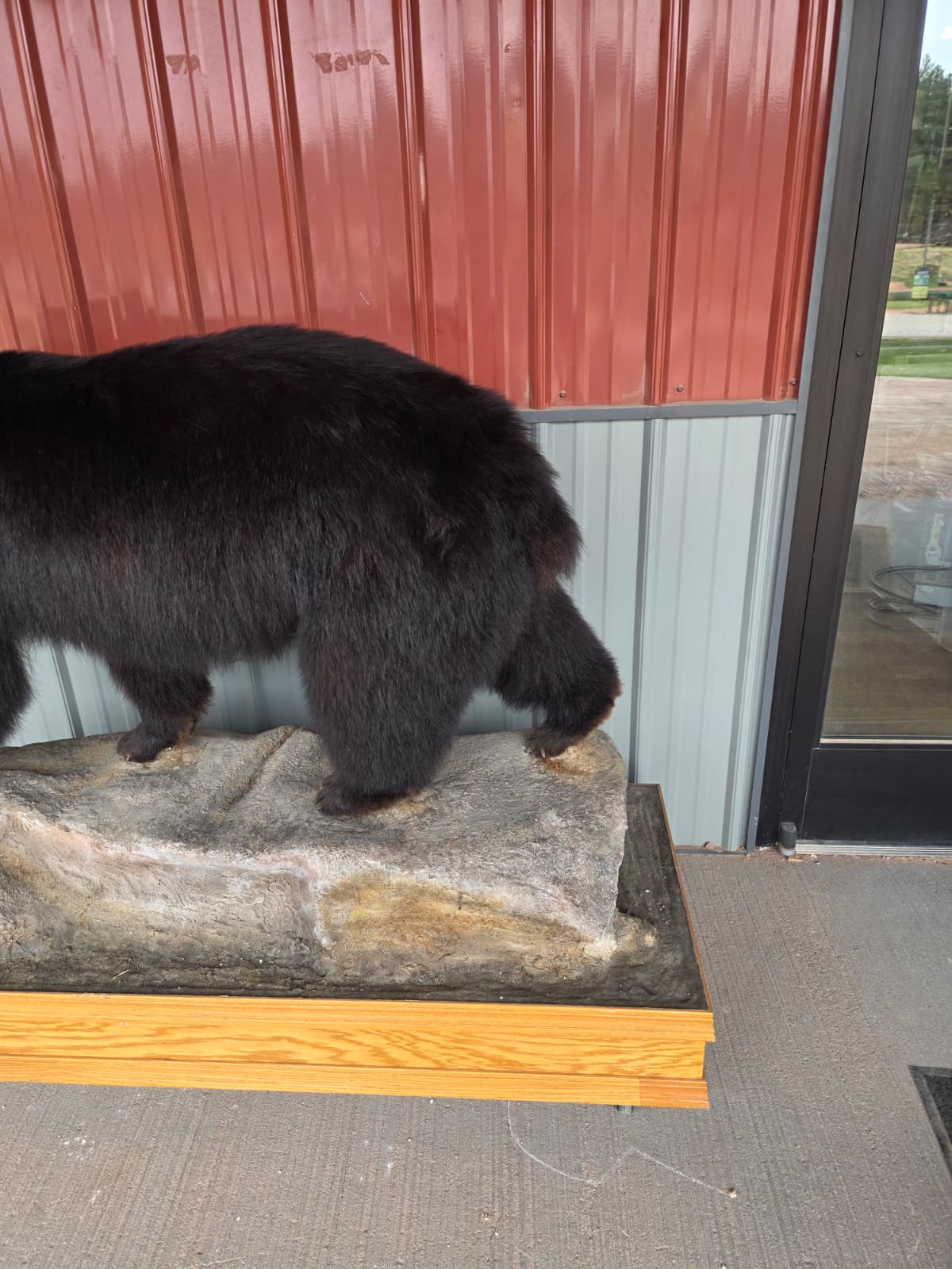 FHXBR1 - Black Bear Taxidermy – Lifelike Wildlife Display