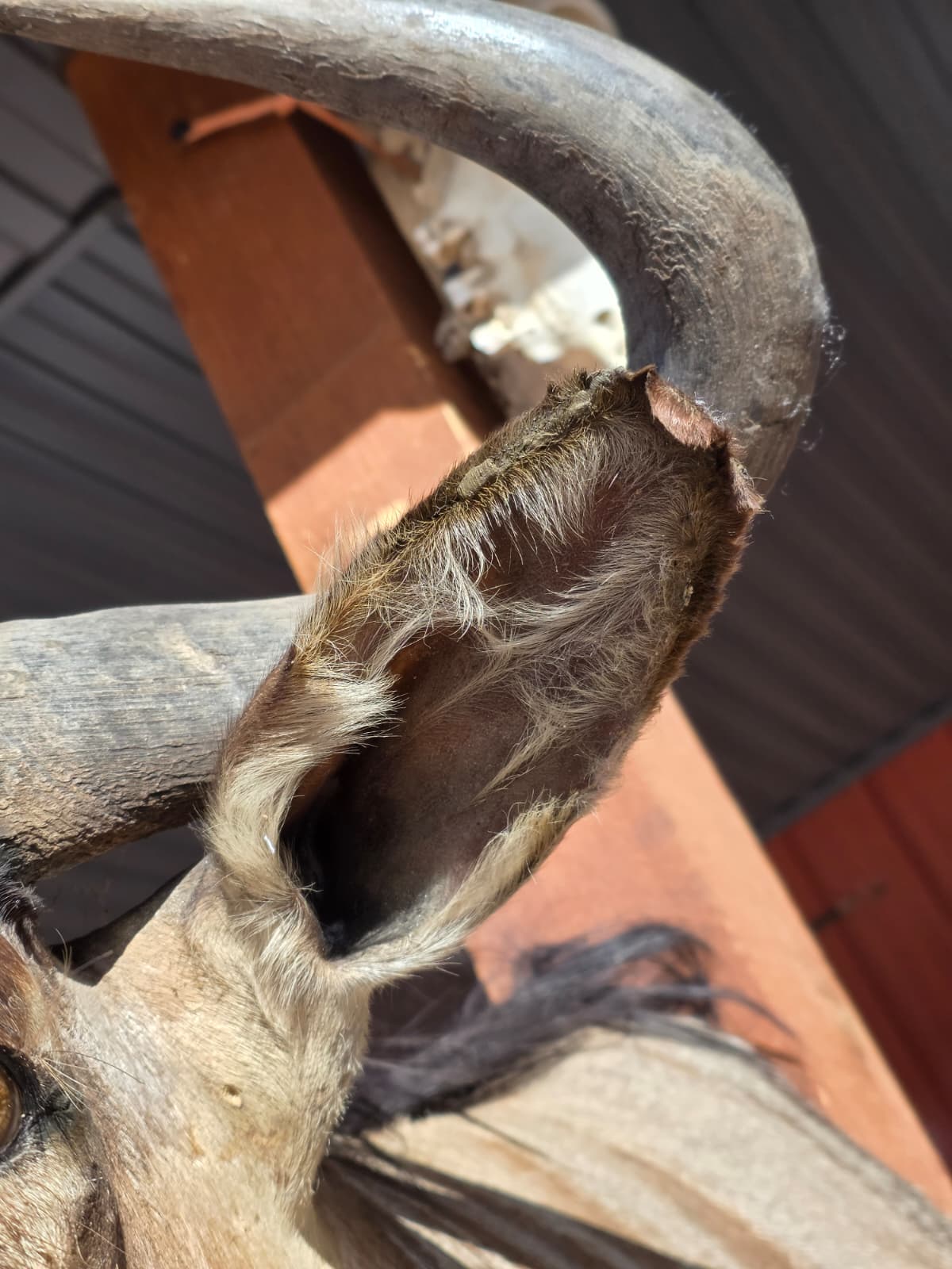 Spl12 -  Golden Wildebeest Head Taxidermy