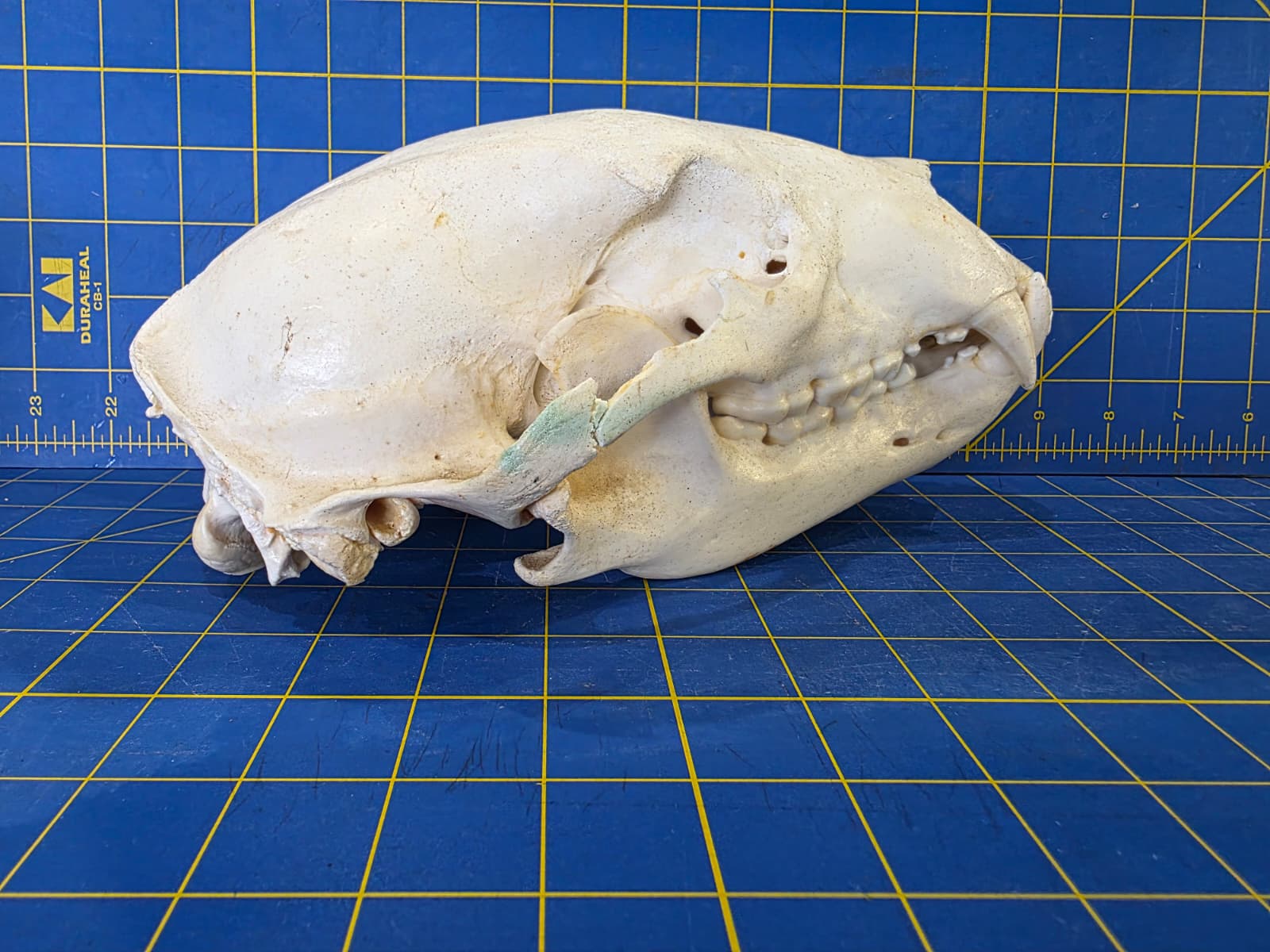 Jtv436 - Bear Skull Taxidermy – 10” Long Display