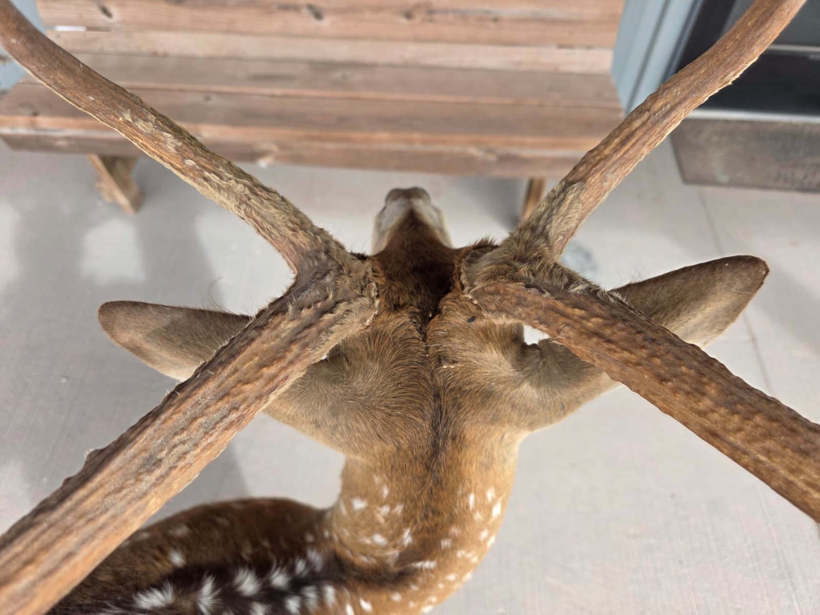 JTV320A - Axis Deer Taxidermy Mount – Exotic Spotted Trophy Display