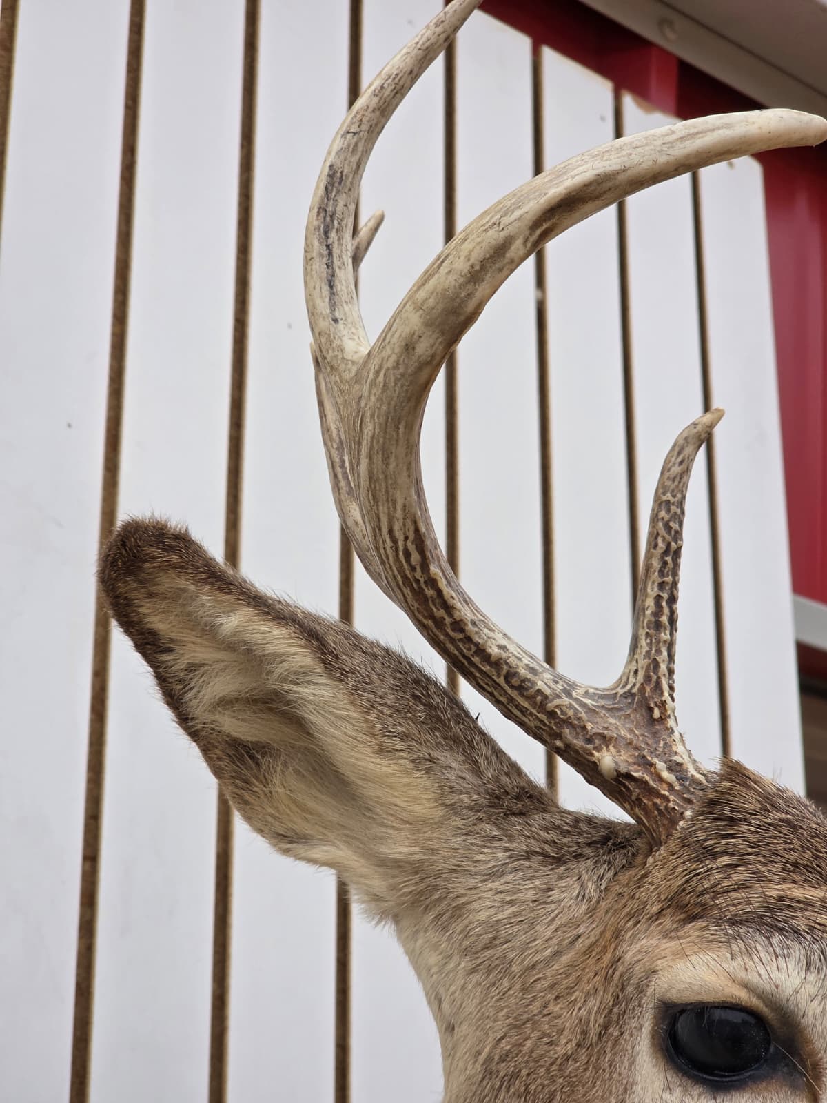 Fhdar9 - White-Tailed Deer Shoulder Mount – Taxidermy Wall Display