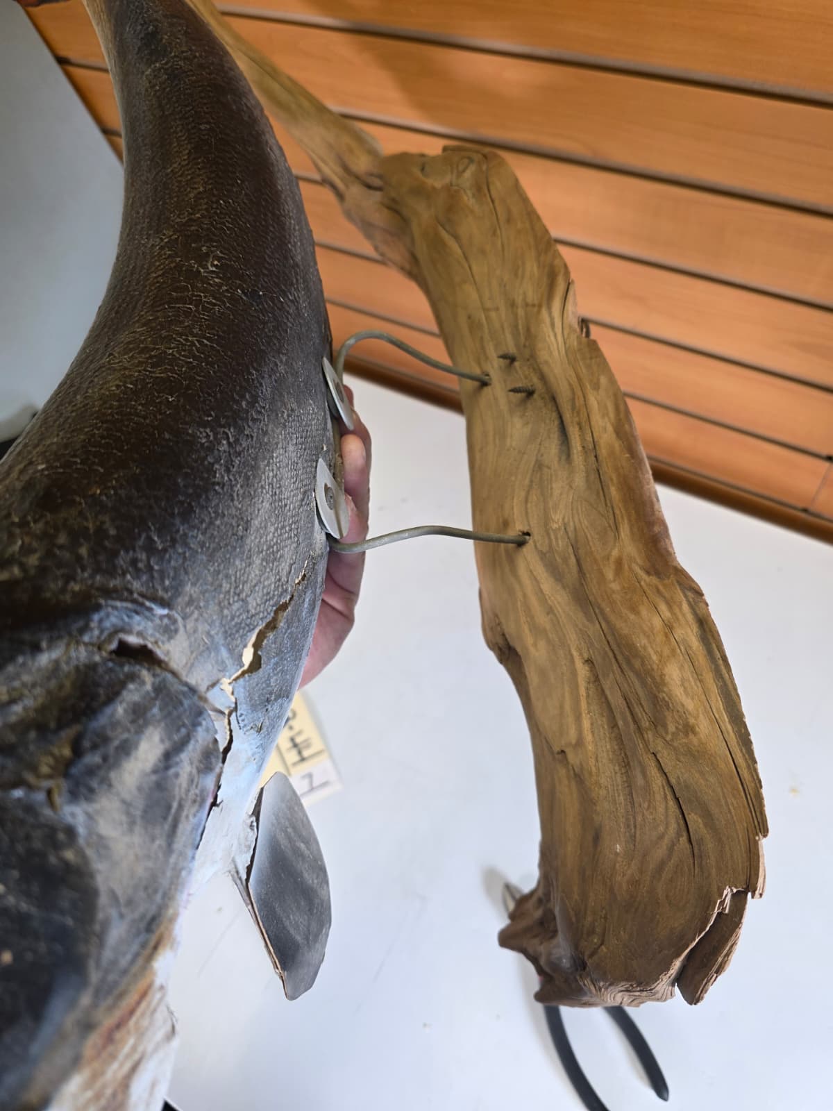 Jtv444 - 32" Northern Pike Taxidermy Mount – Bold Freshwater Display