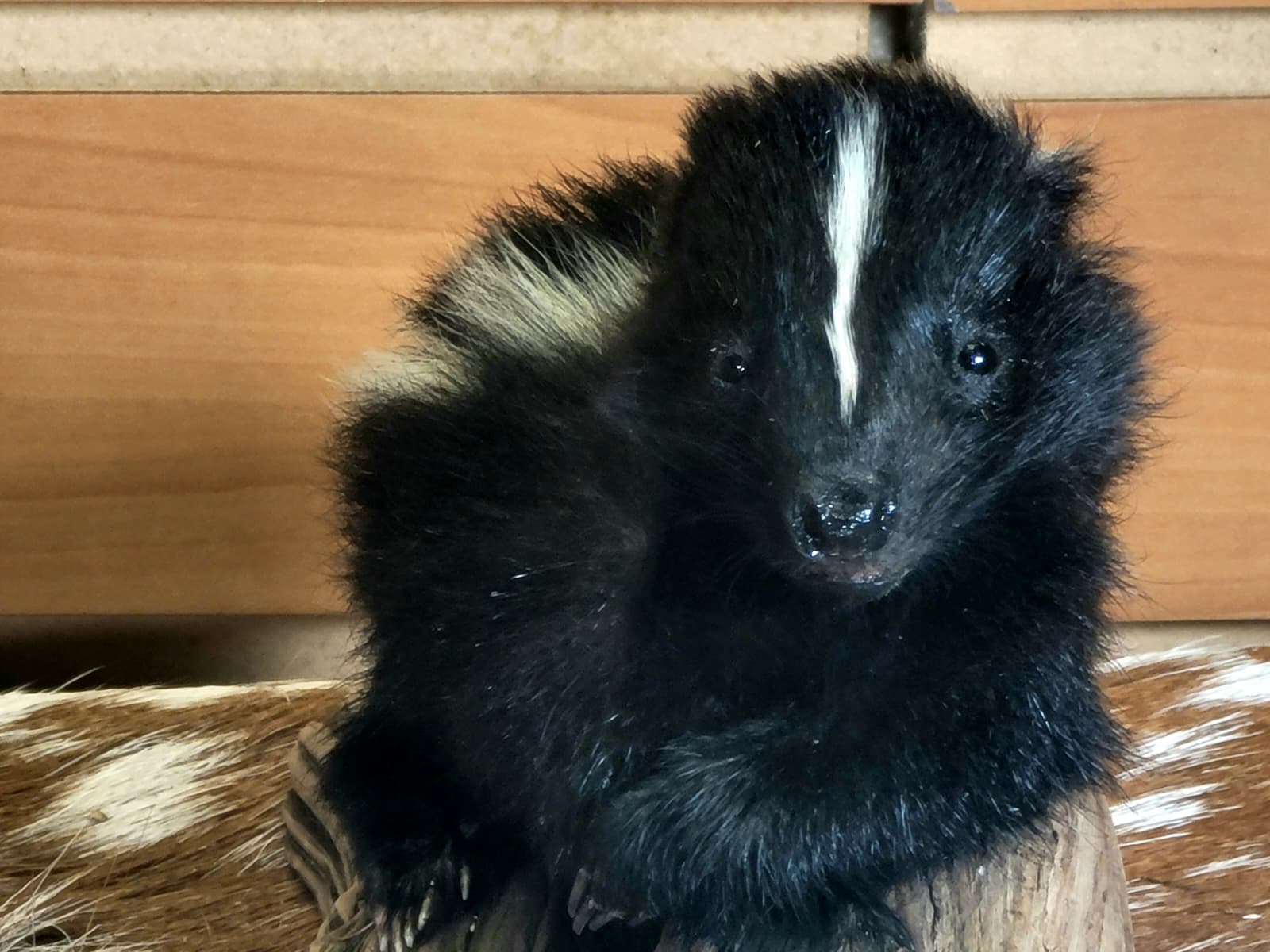 FHSKU312 - Full-Body baby Skunk Taxidermy Mount