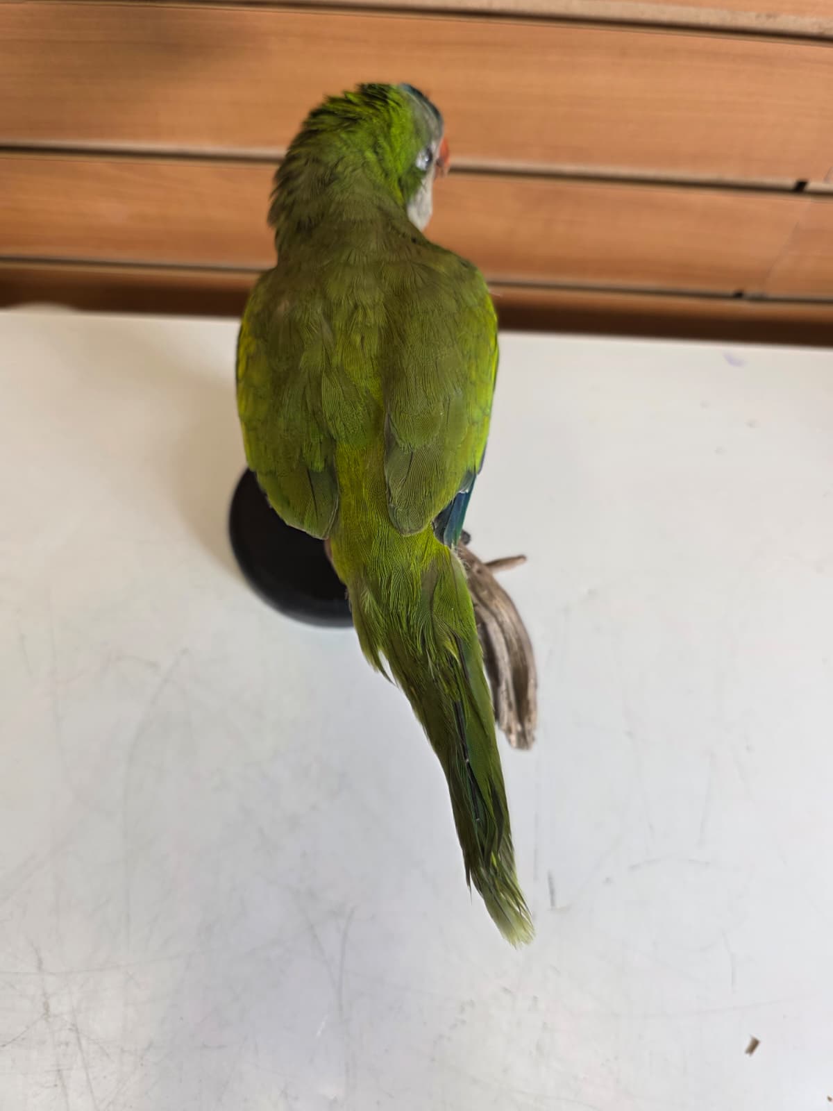 Fhyen12 - Quaker Parrot Taxidermy Mount – Lifelike Display Piece