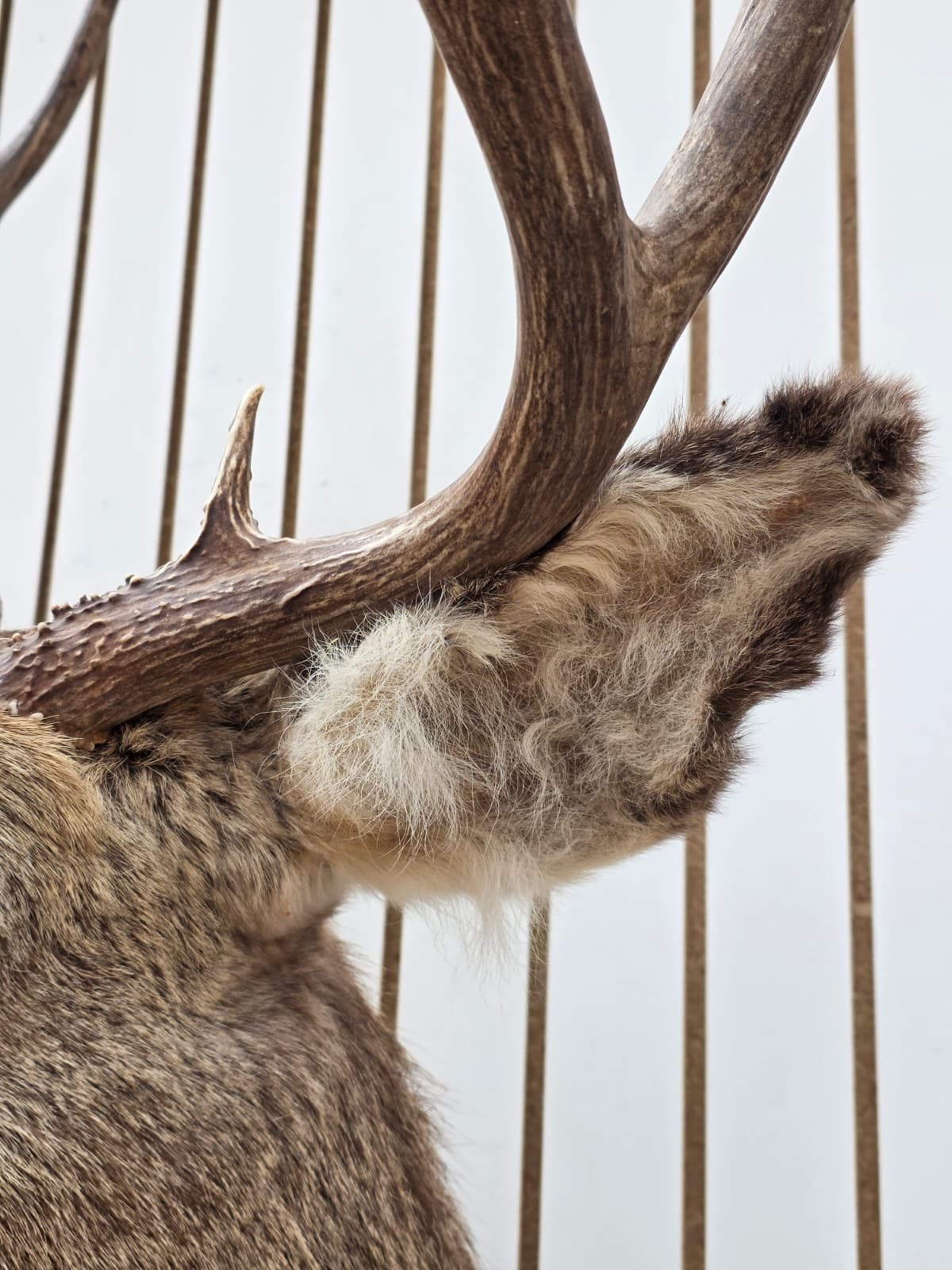 Drmq101 - Mule Deer Shoulder Mount Taxidermy – Wall Display