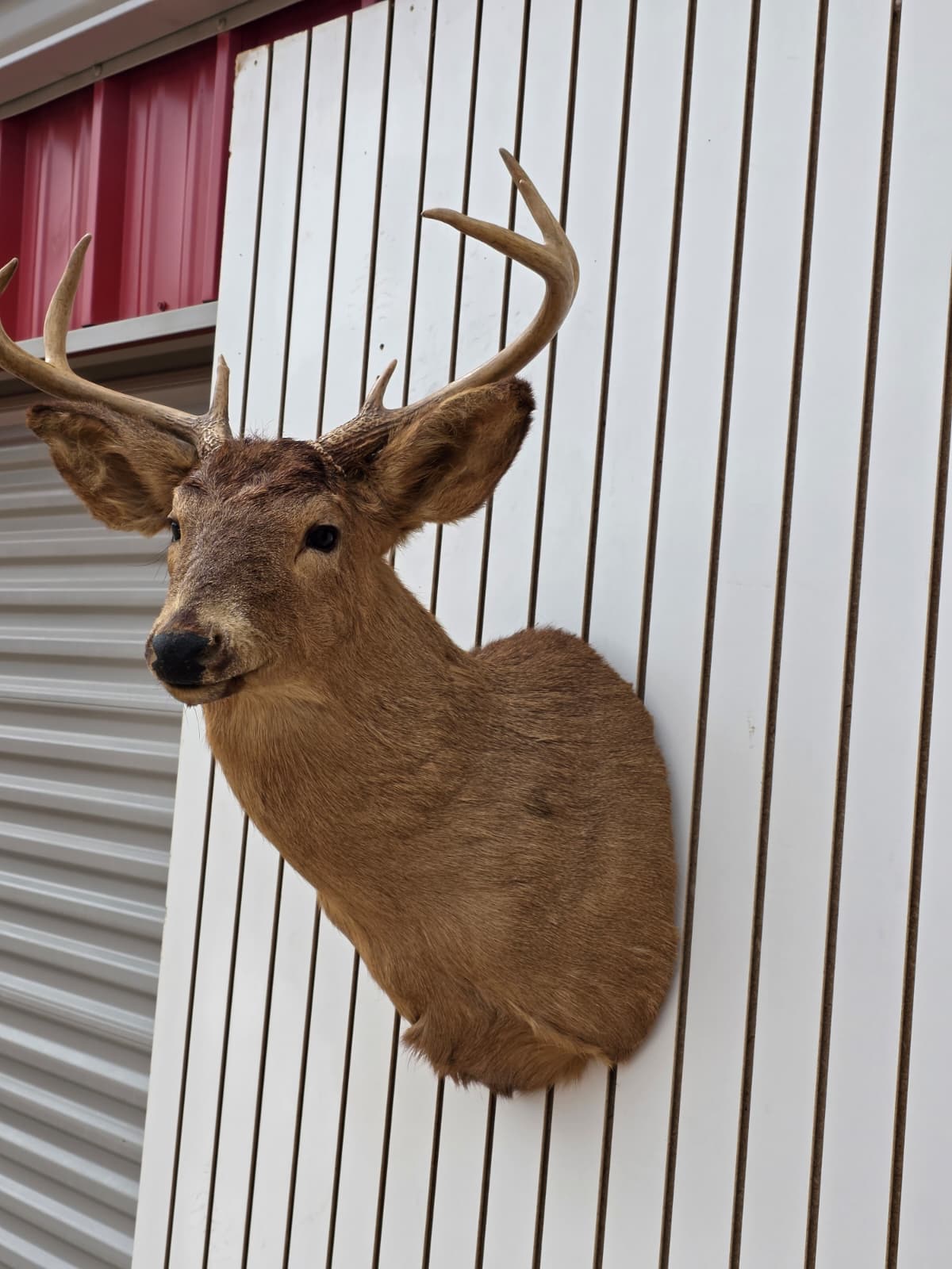 Fhdar1 - White-Tailed Deer Shoulder Mount – Taxidermy Wall Display