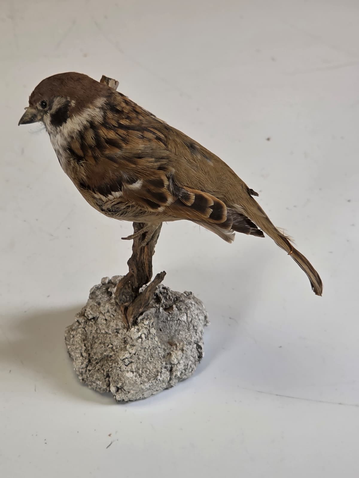 Jtv319 - Eurasian Tree Sparrow – Lifelike Taxidermy Mount