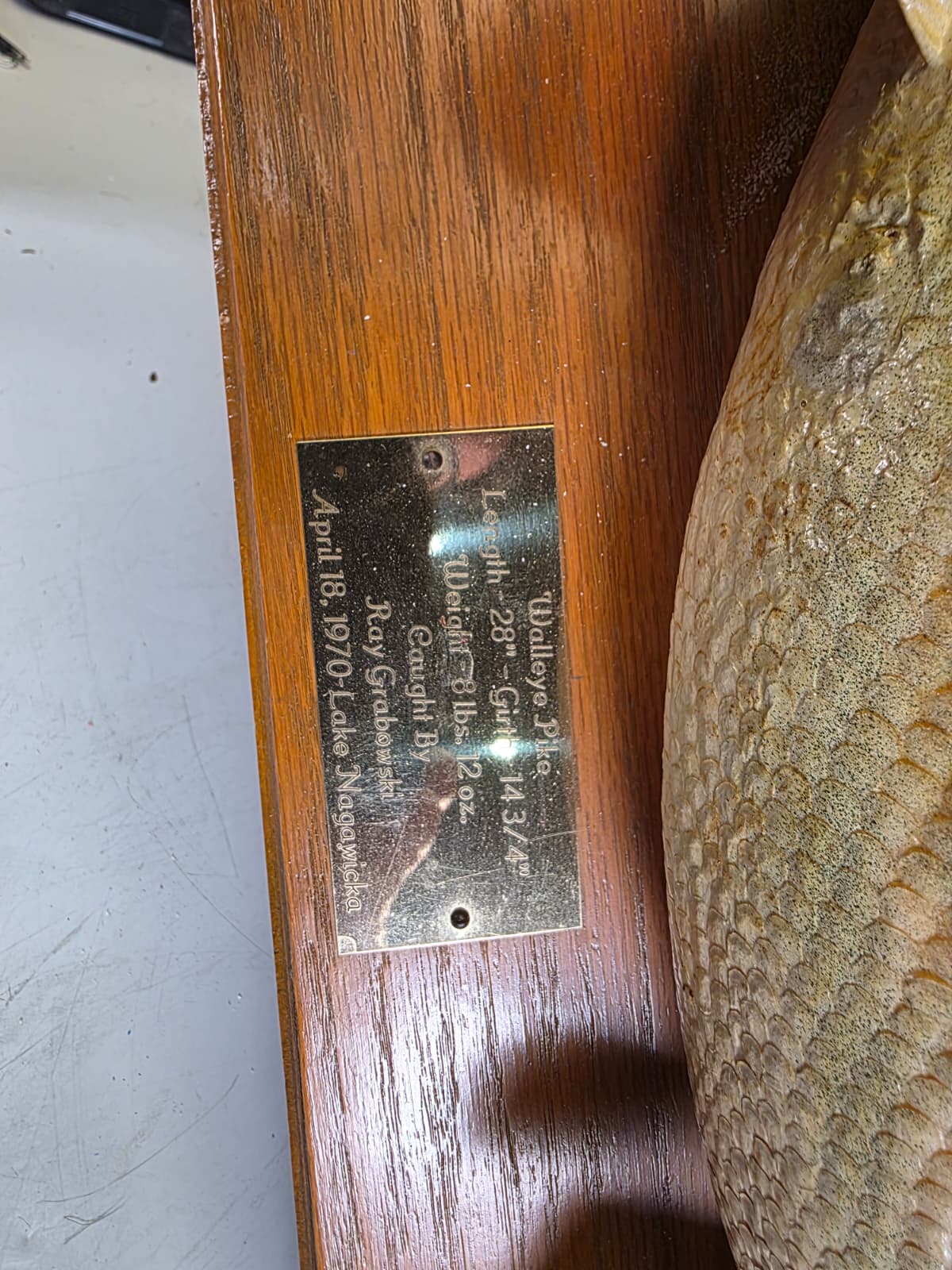 Jtv443 - 28" Walleye Taxidermy Mount – Vintage 1970 Classic Display