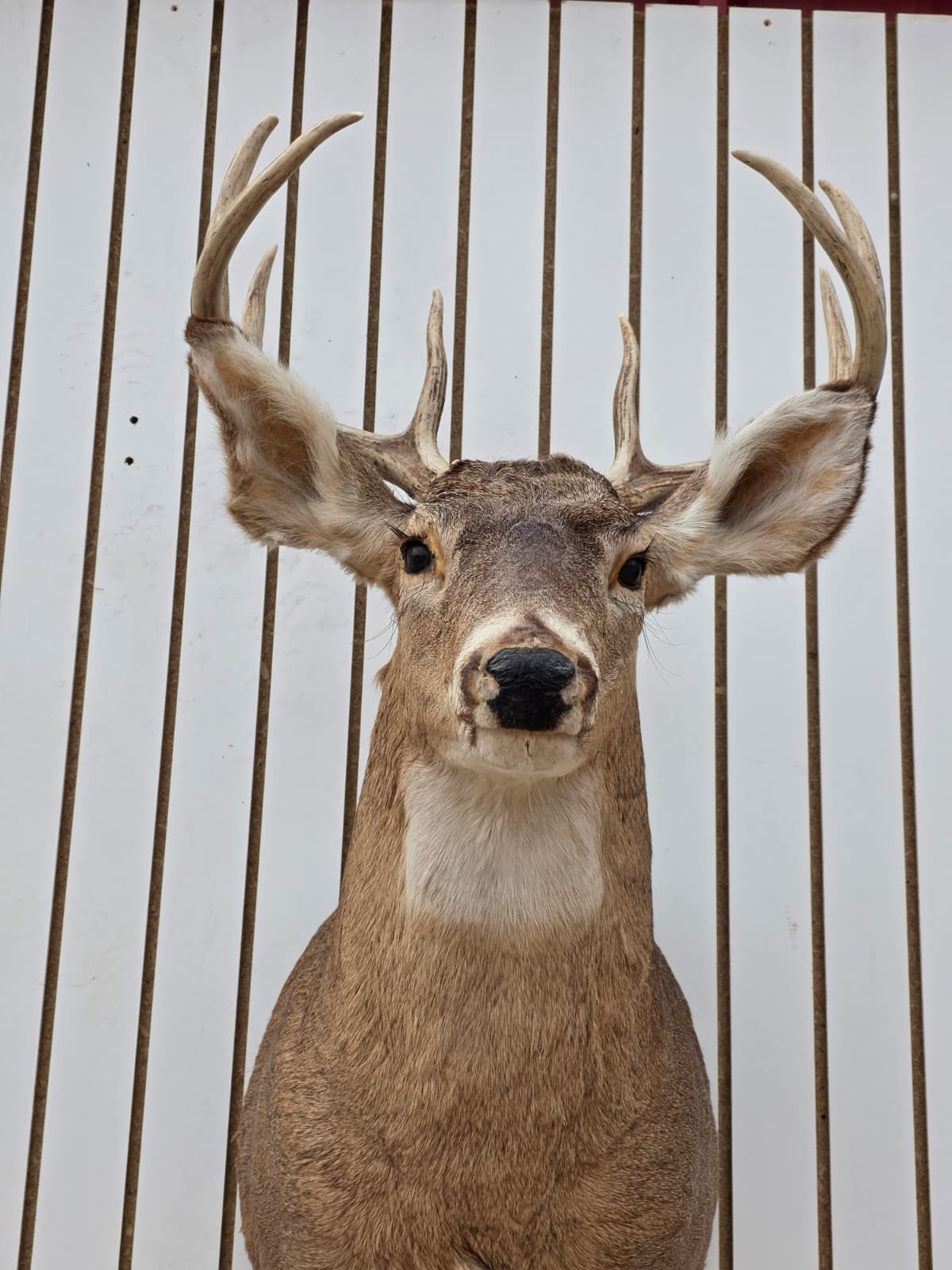Fhdar3 - White-Tailed Deer Shoulder Mount – Taxidermy Wall Display
