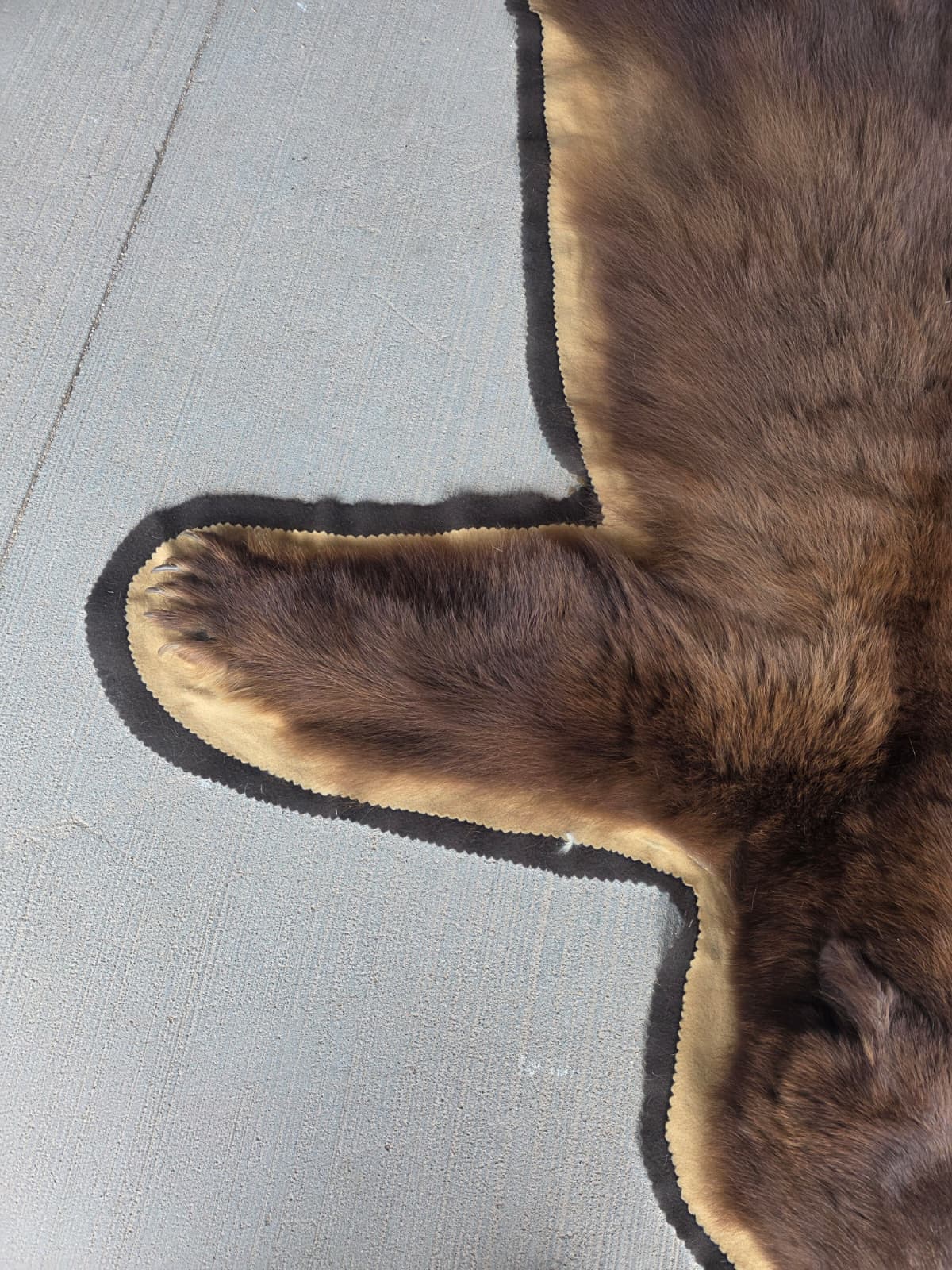Fhchbr1 - Bear Rug Taxidermy – 64” Long Rustic Display