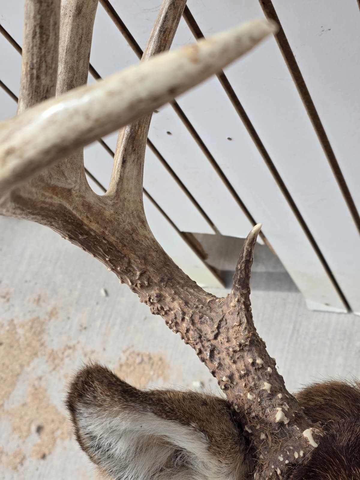 Drmq102 - White-Tailed Deer Shoulder Mount – Taxidermy Wall Display