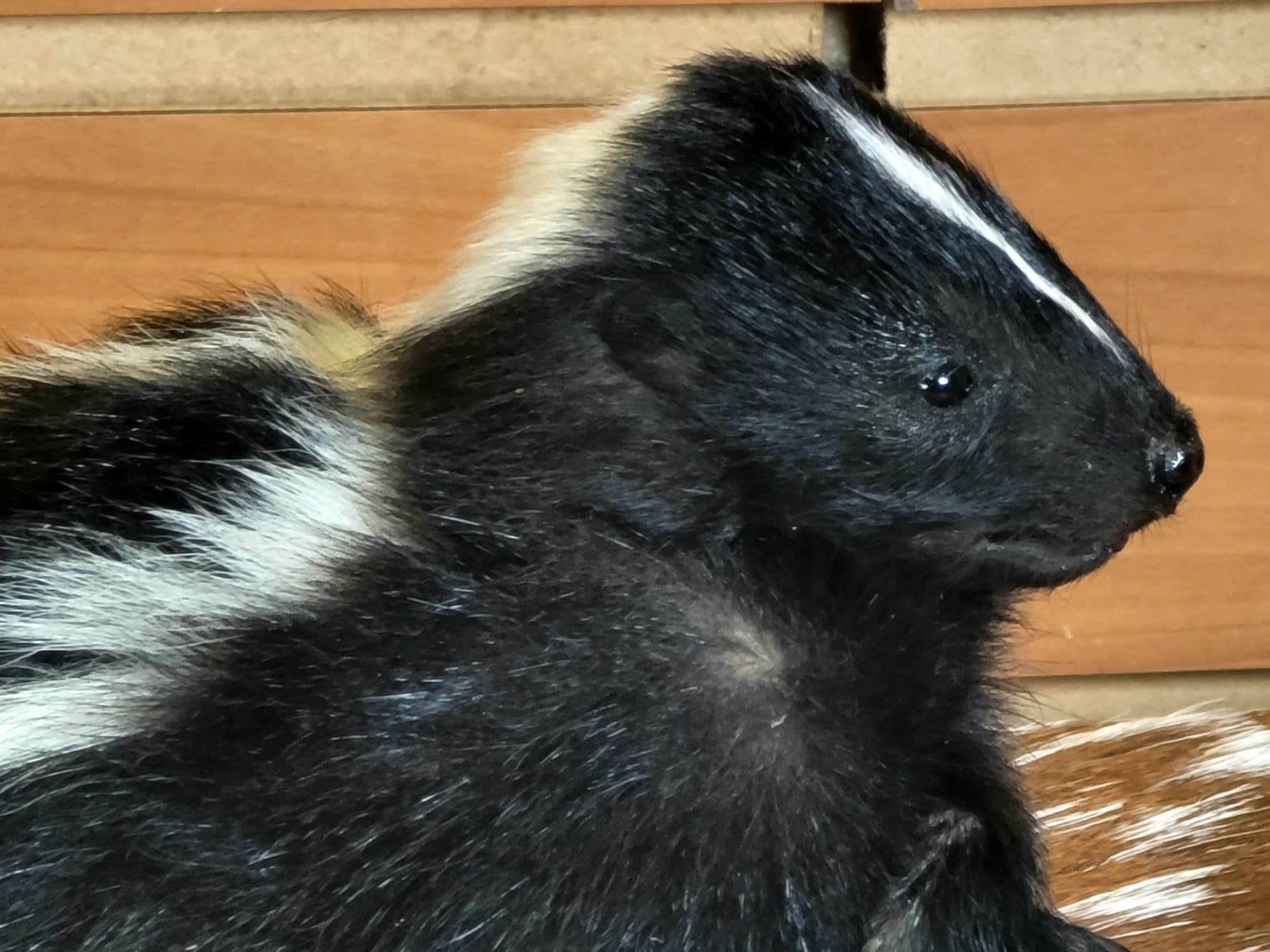 FHSKU312 - Full-Body baby Skunk Taxidermy Mount