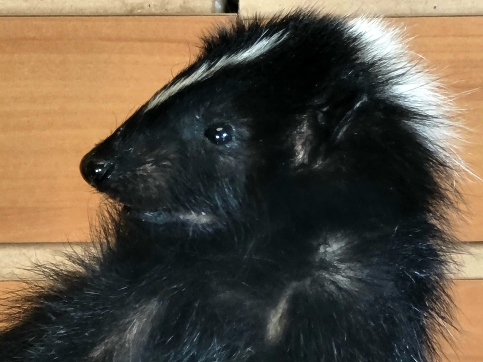 FHSKU313 - Full-Body baby Skunk Taxidermy Mount