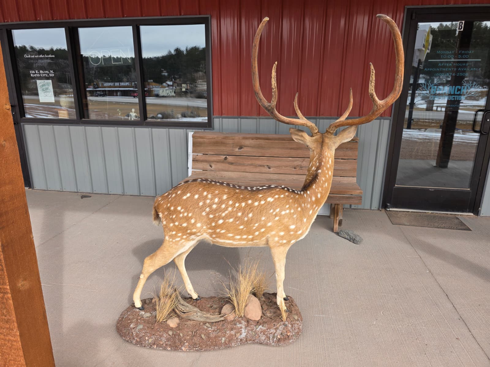 JTV320A - Axis Deer Taxidermy Mount – Exotic Spotted Trophy Display