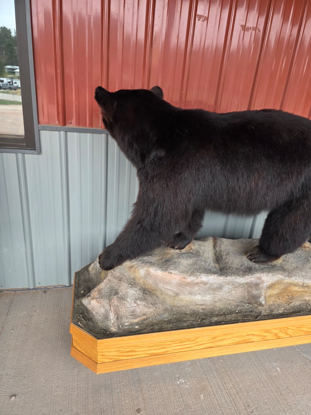 FHXBR1 - Black Bear Taxidermy – Lifelike Wildlife Display