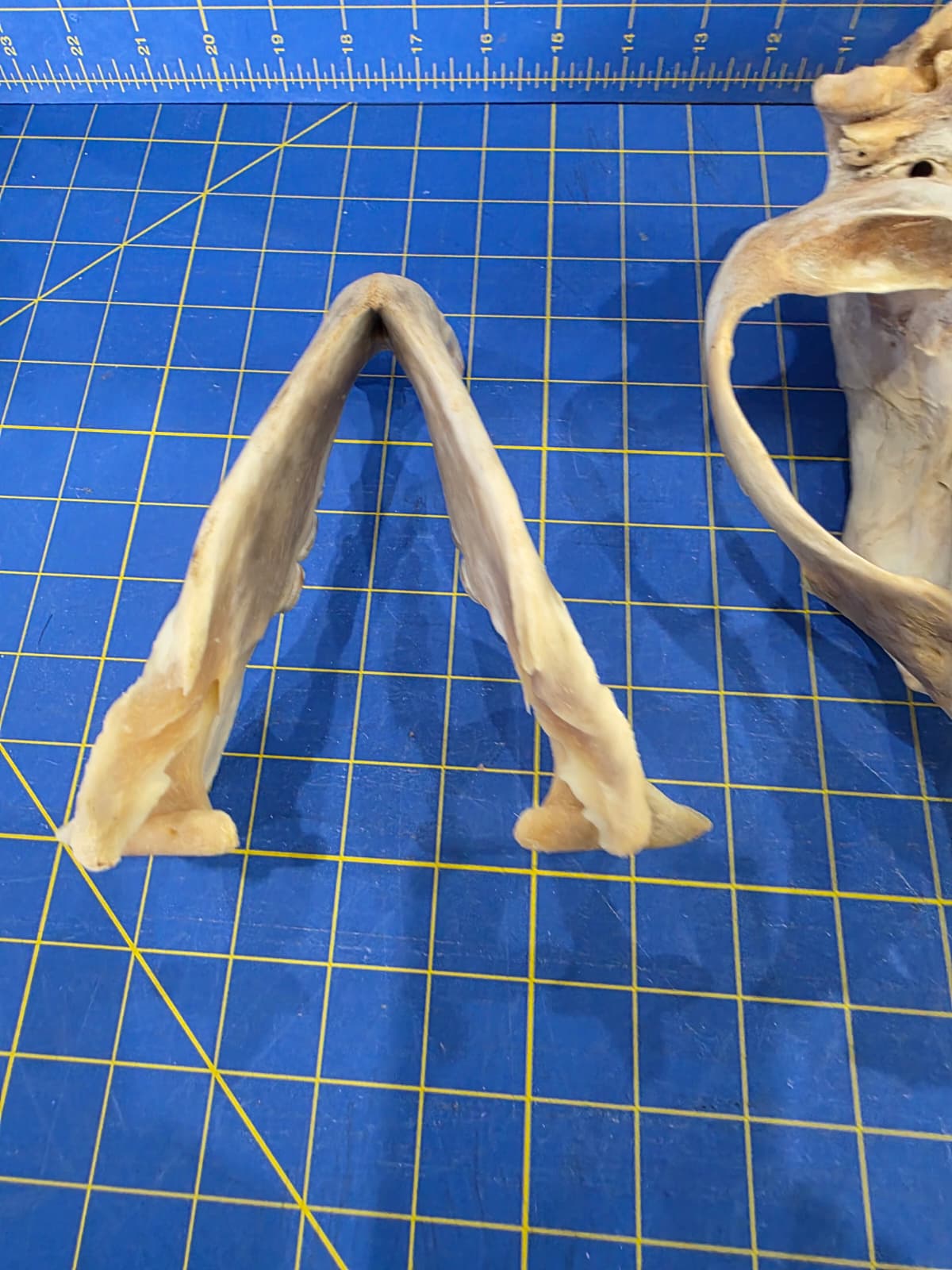 Jtv437 - Bear Skull Taxidermy – 10½” Long Display