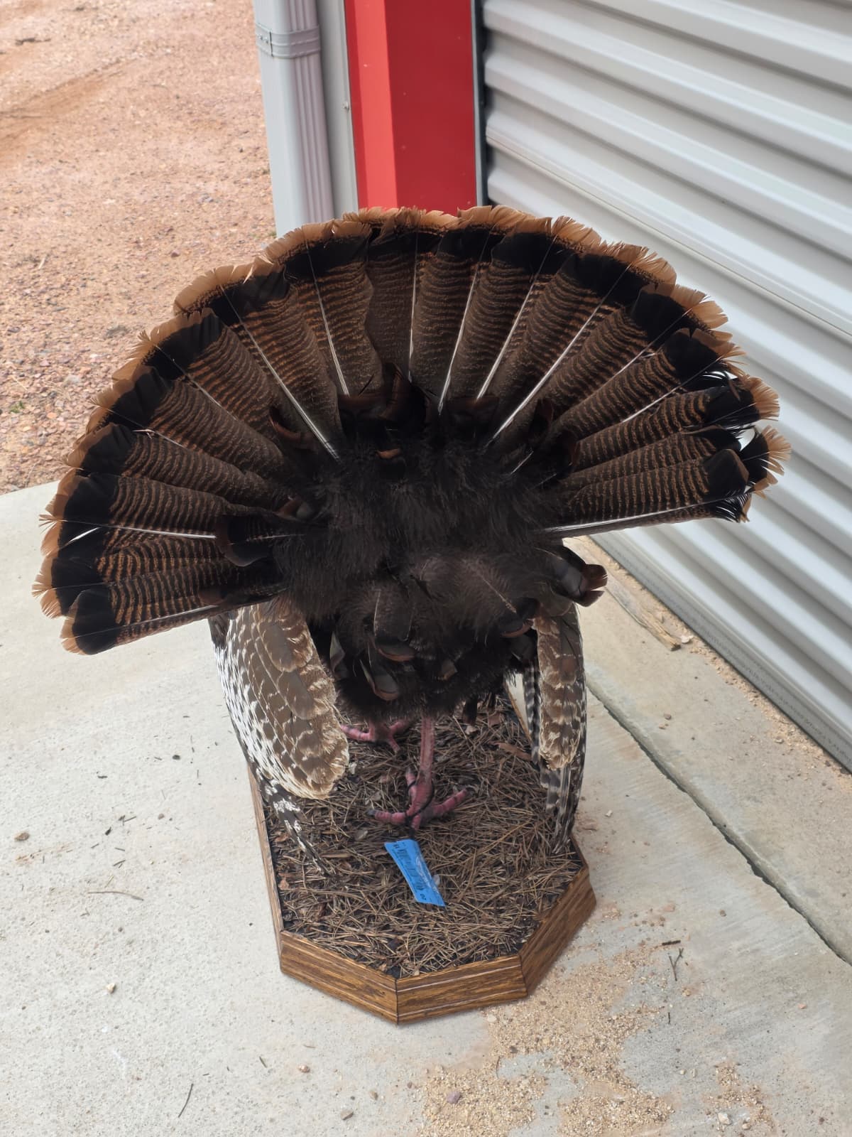 Fhcm82A - Strutting Turkey Taxidermy Mount – 92.8” Majestic Display