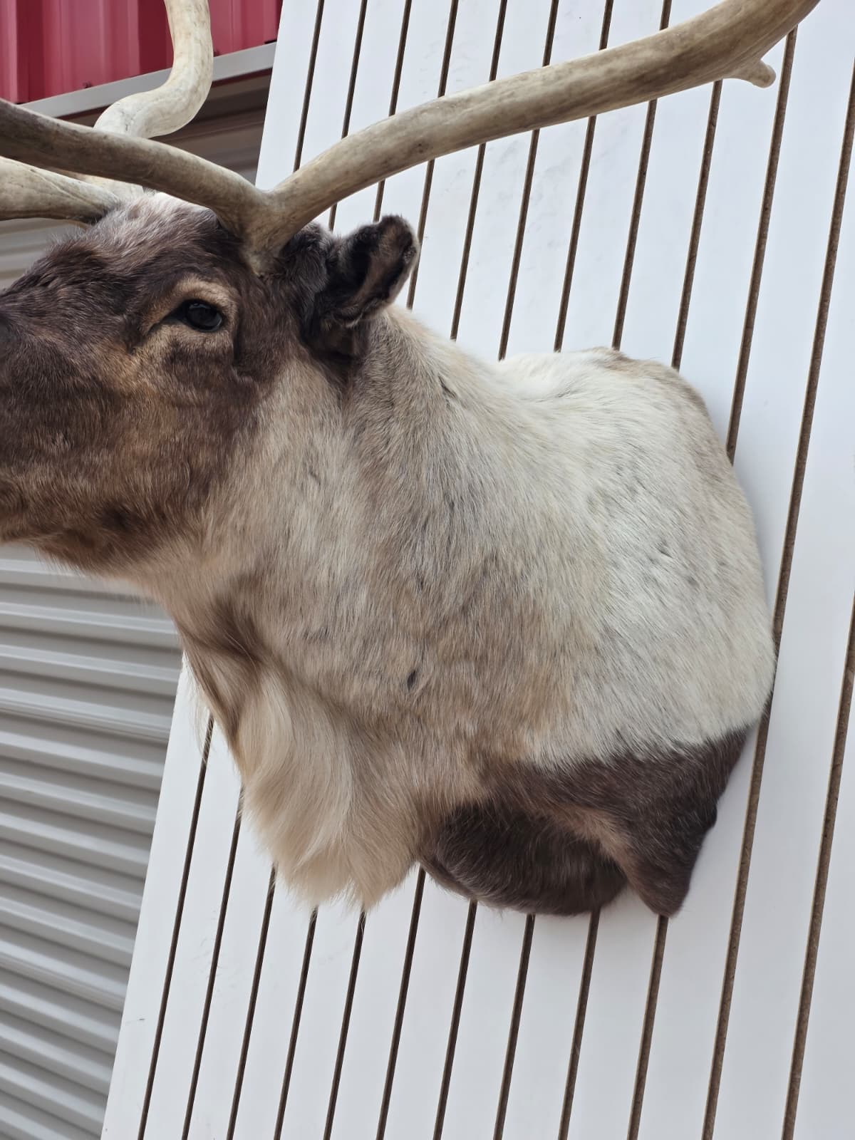 Fhcm85 - Caribou Taxidermy Shoulder Mount – 114.3” Majestic Display