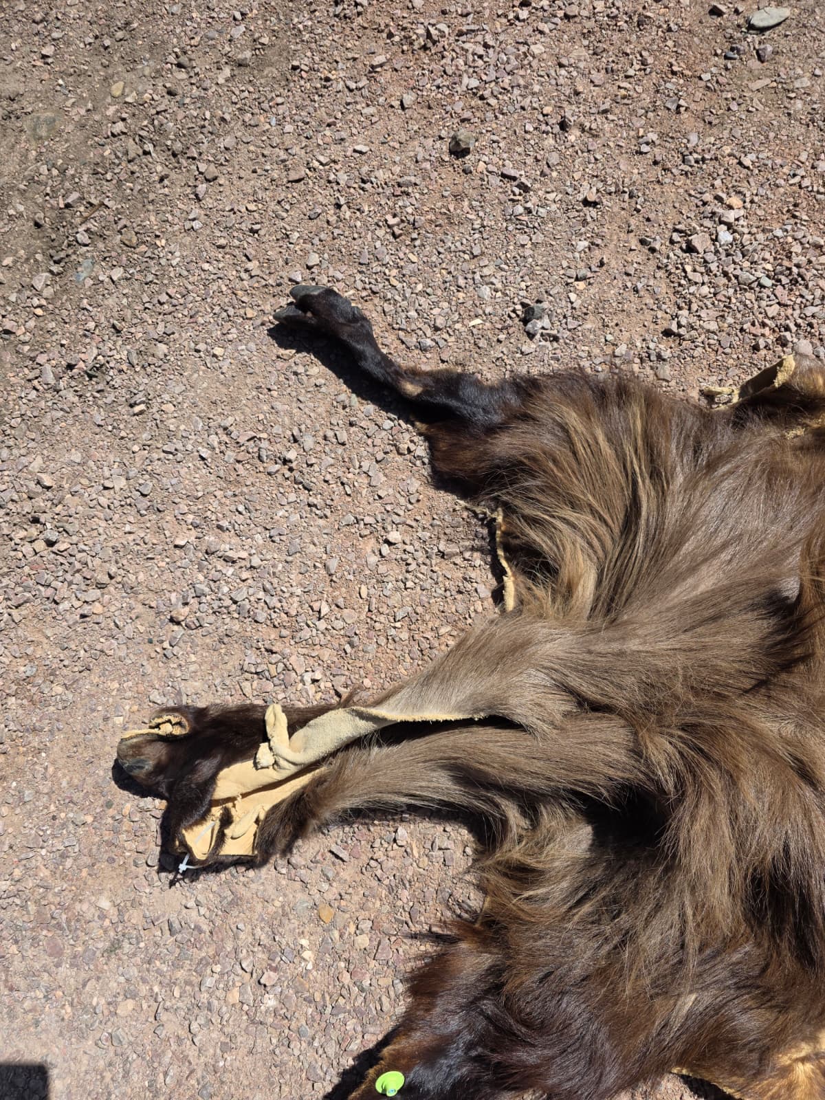 Jtv447 - Himalayan Tahr hide