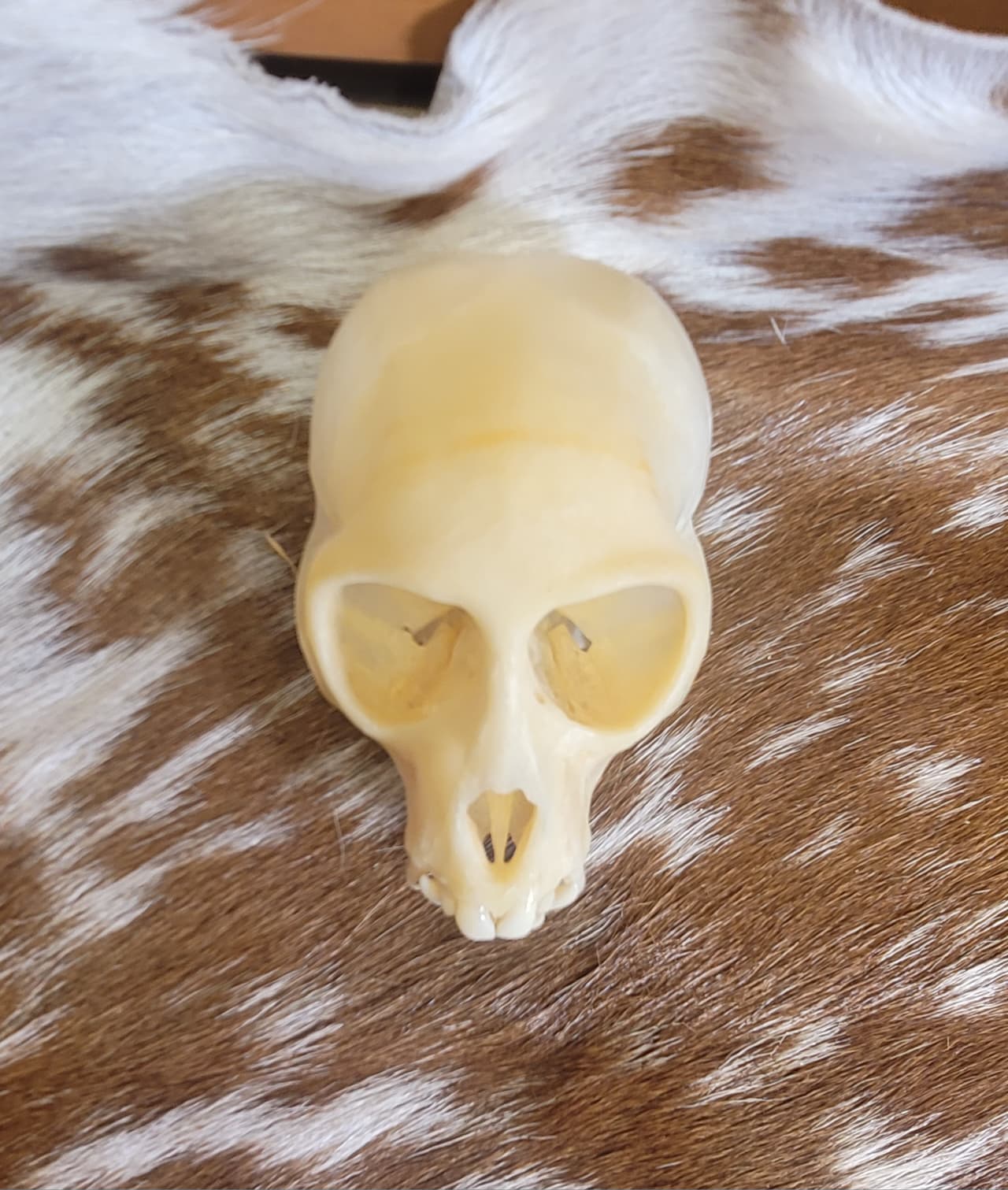 FHPS301 - Tufted Capuchin real monkey skull