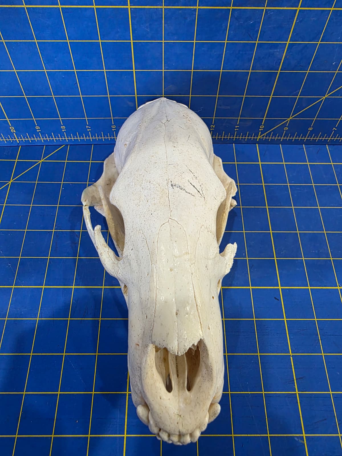 Jtv436 - Bear Skull Taxidermy – 10” Long Display